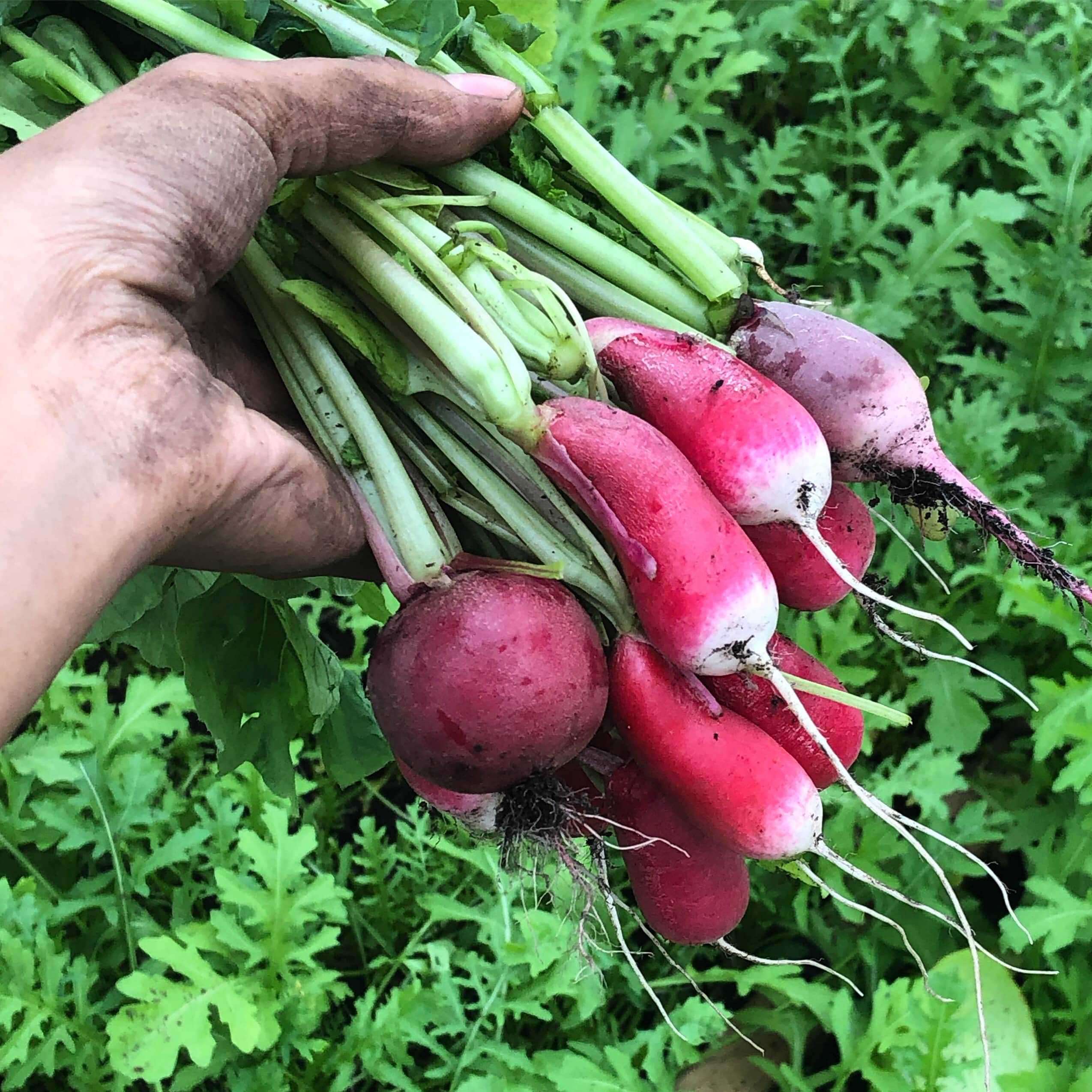 Colourful Bunch of Radishes Radish Mix
