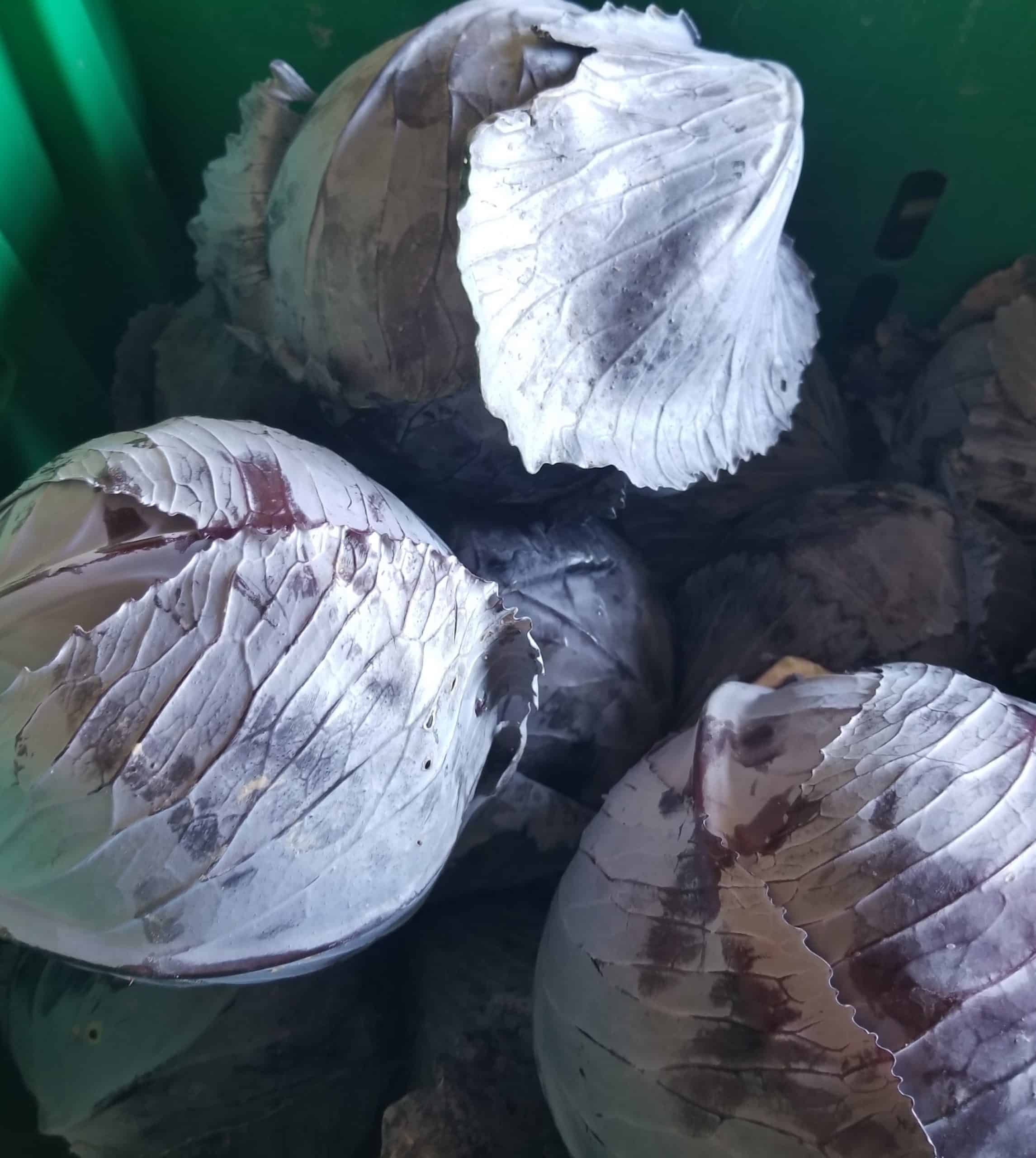 Cert. Organic, our own! 1-2 lb heads. Red Cabbage!