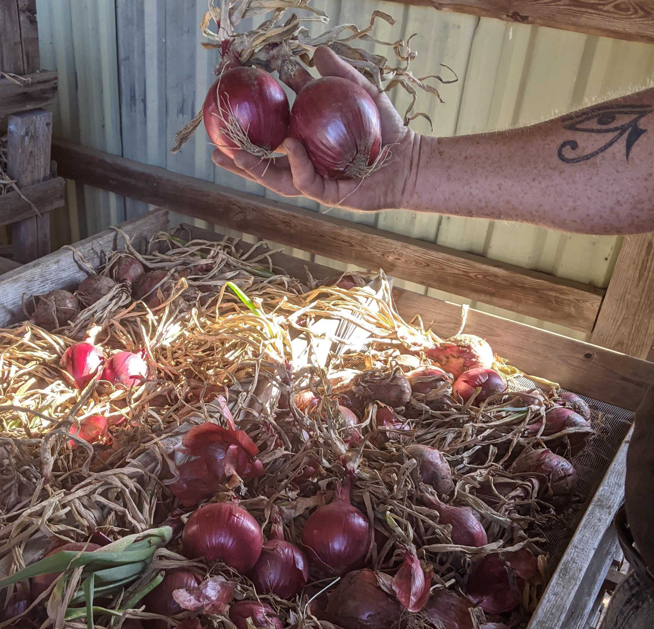 Red onions!