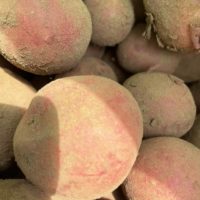 Classic Canadian music variety sold per braid Red Potato