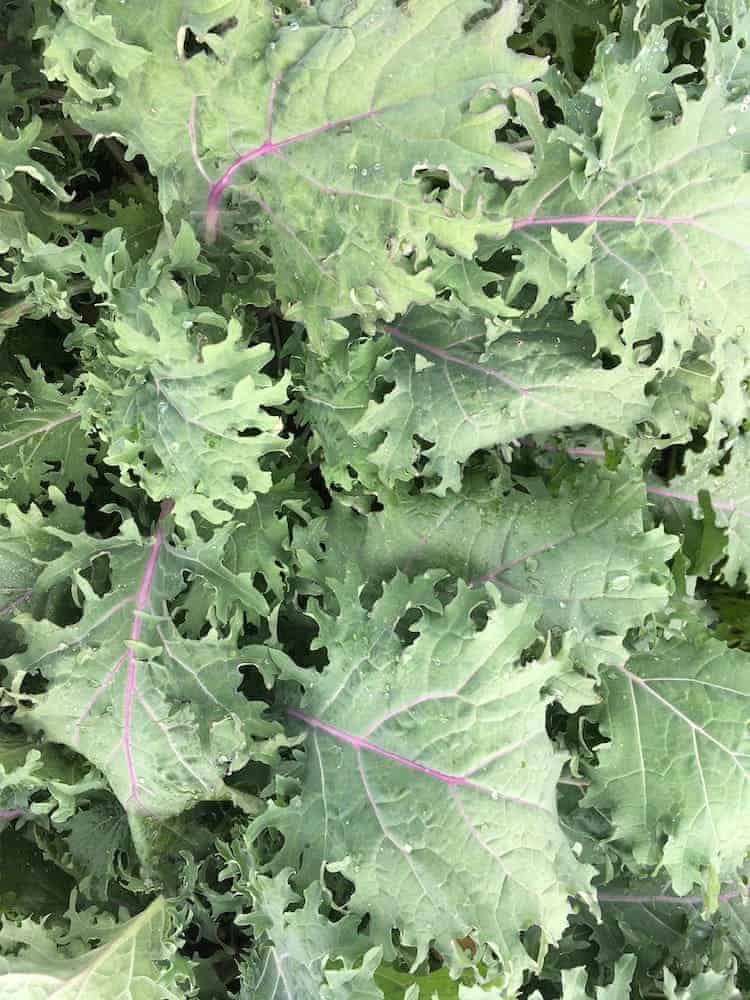 More tender than other varieties, with flat leaves and purple stems. Red Russian Kale