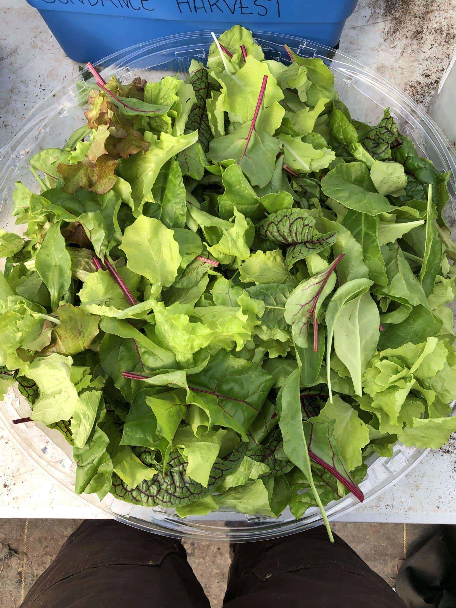 1/4lb Salad Mix