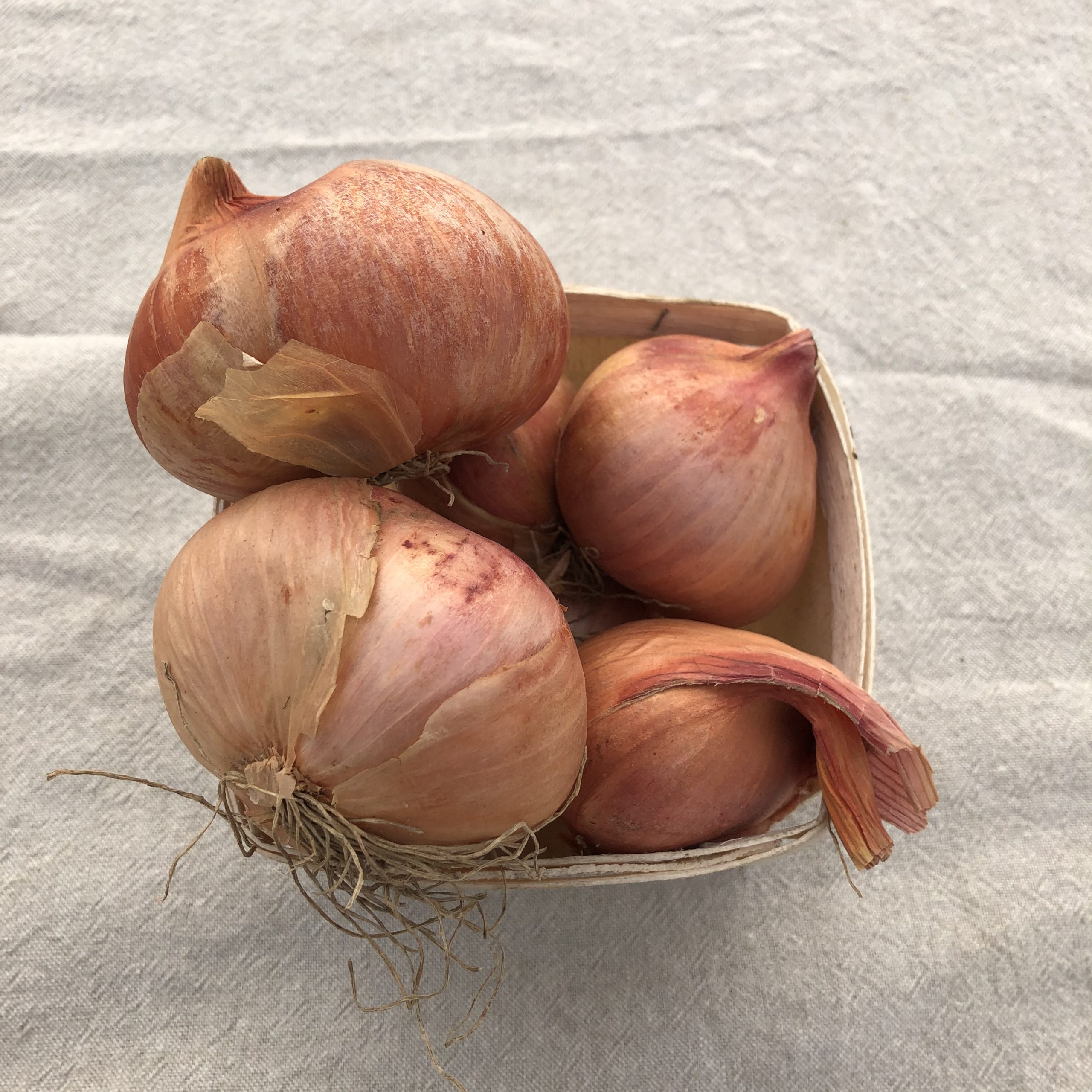 Large french variety, about a pound Shallots