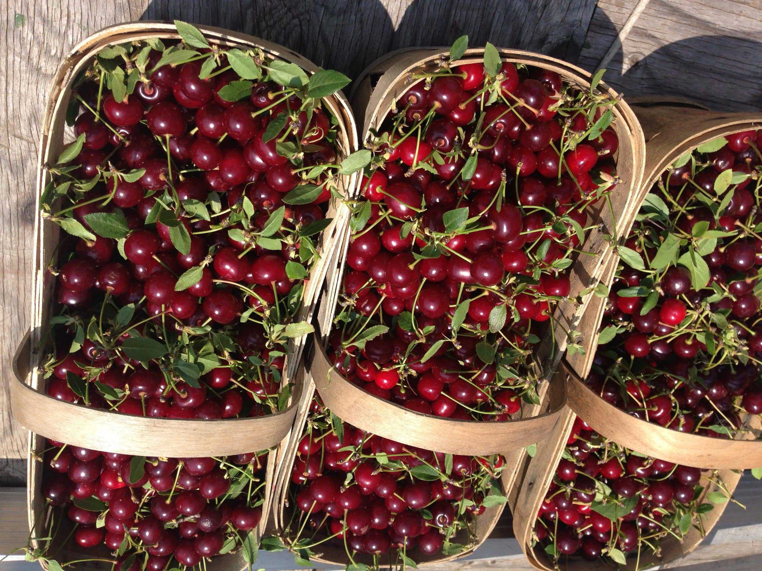 Done for the Season Sour Cherries - 1.5L