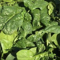spinach