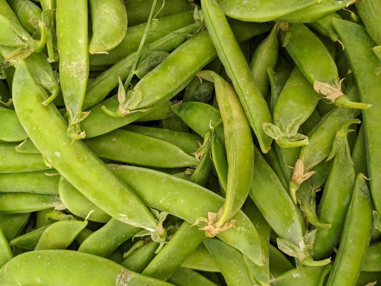 1 Pint of sweet peas (in the pod), great for shelling Sweet Peas Pint