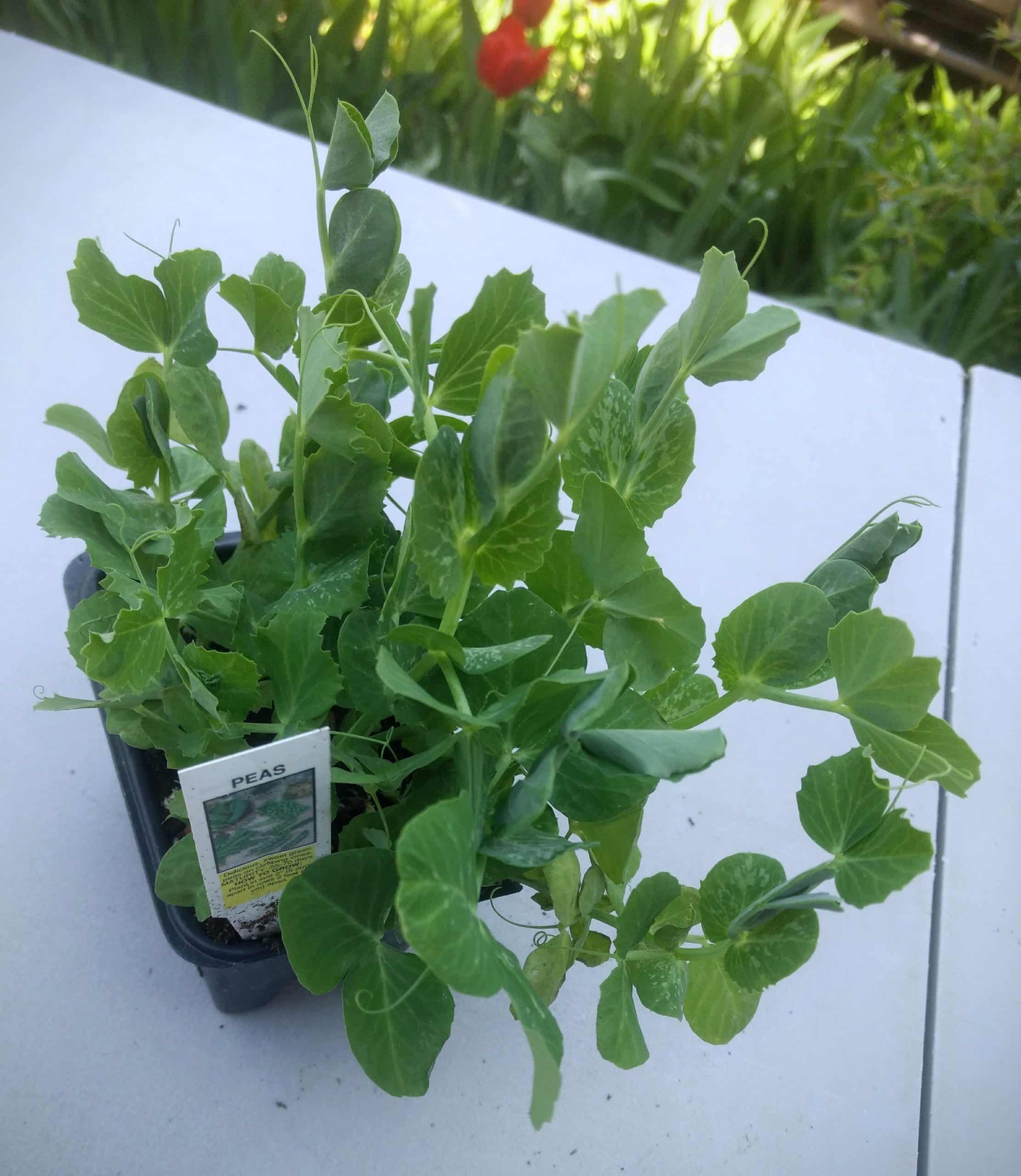 Sweet peas seedlings