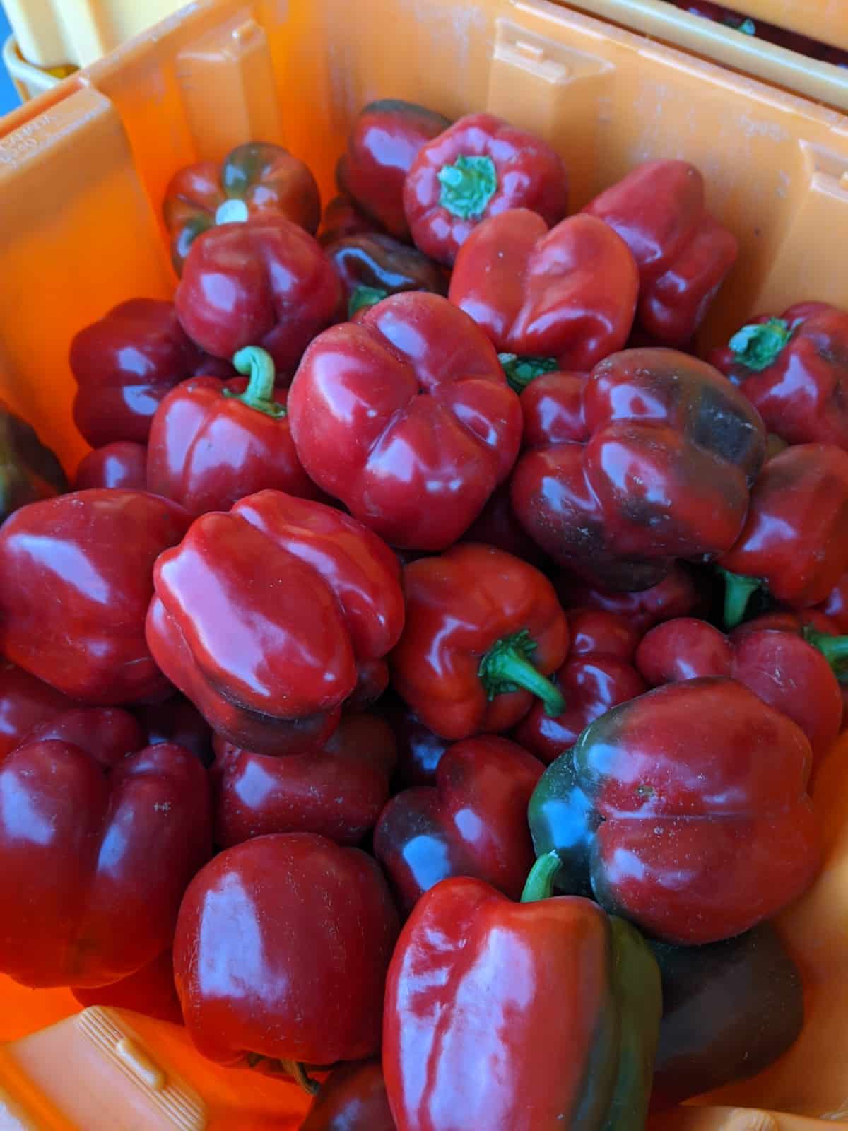 Sweet red bell peppers!