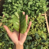 Fresh Oregano Bundle Swiss Chard