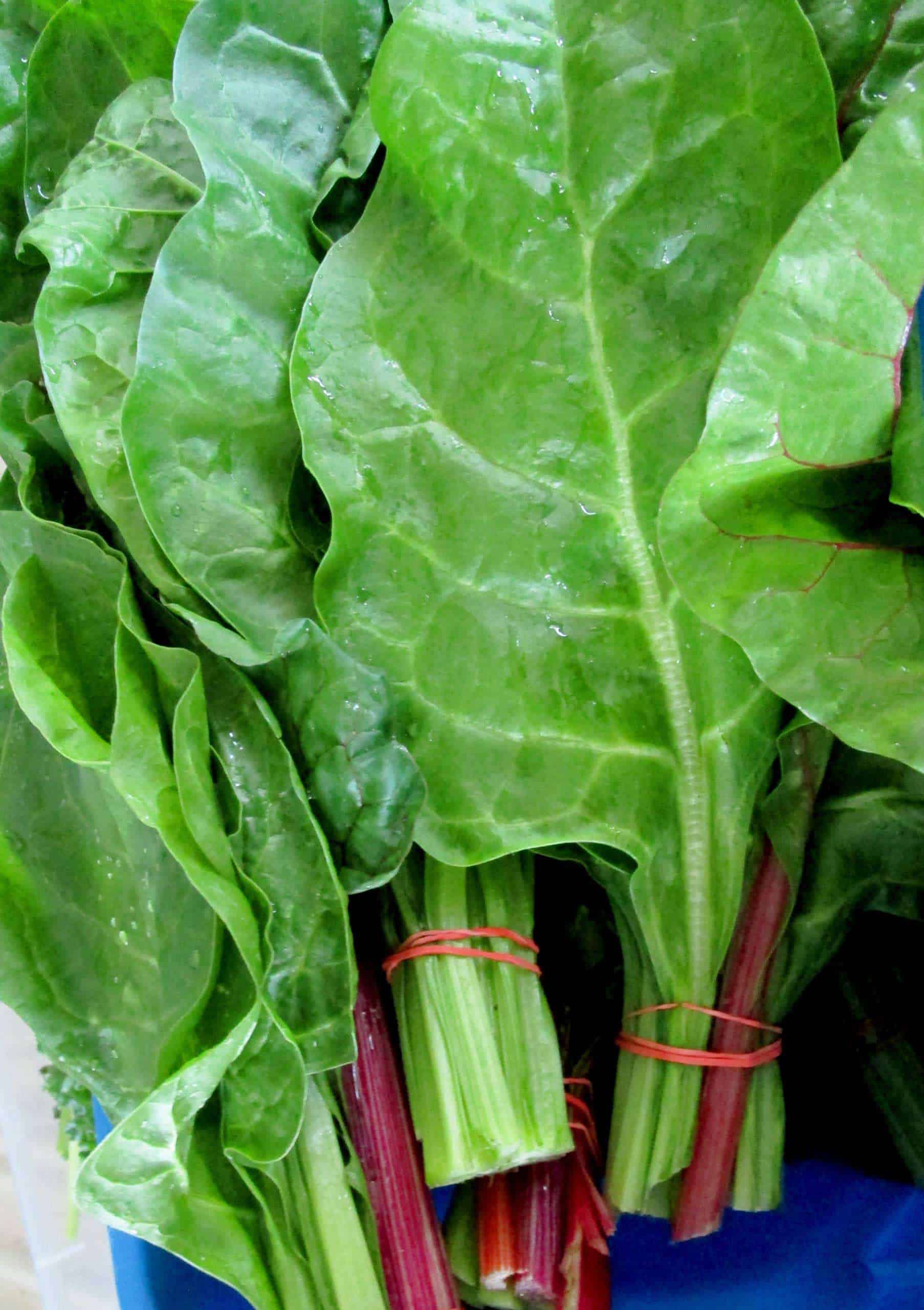 Bunch Swiss Chard