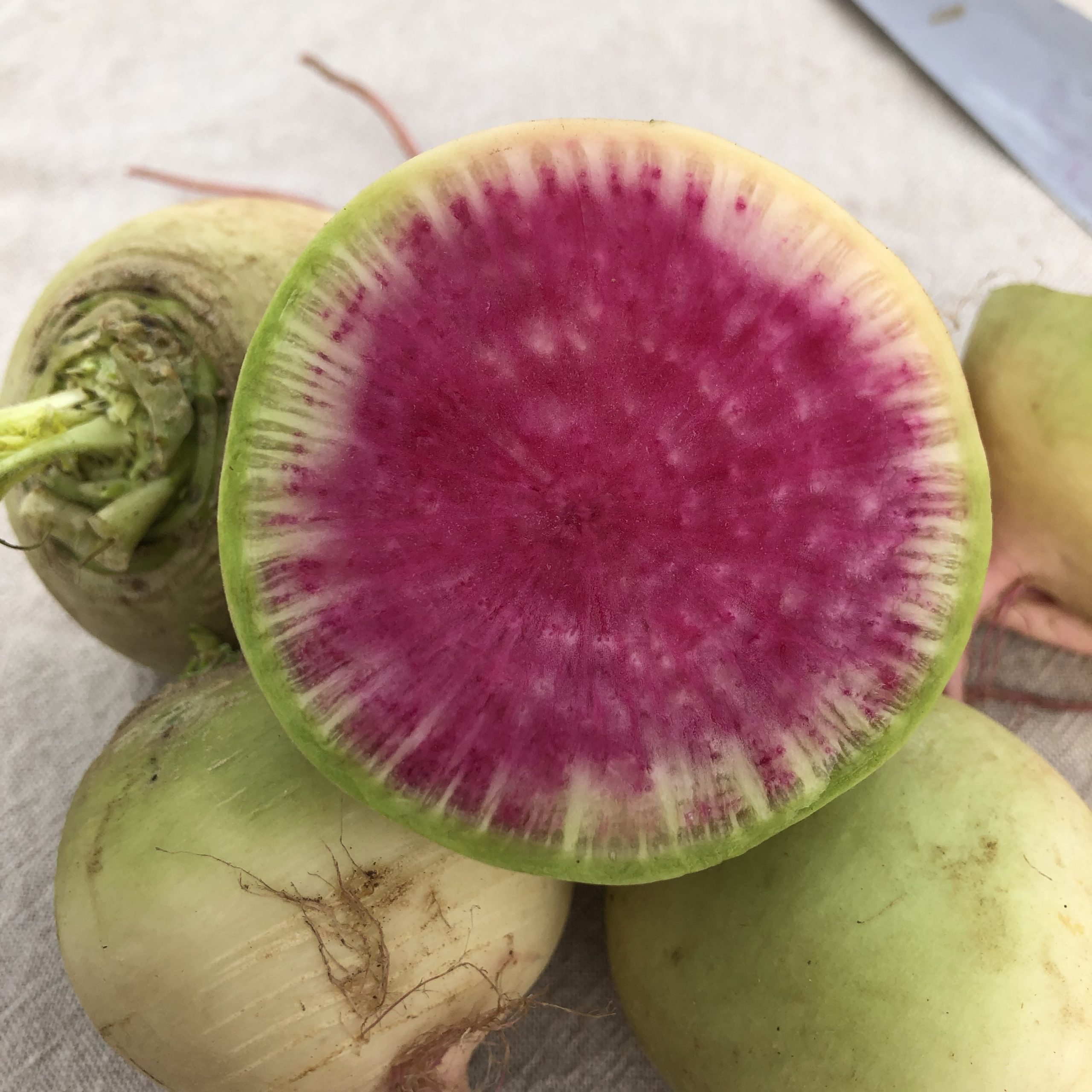 Daikon type with bright pink flesh. Topped and bagged. 500g. Watermelon Radish