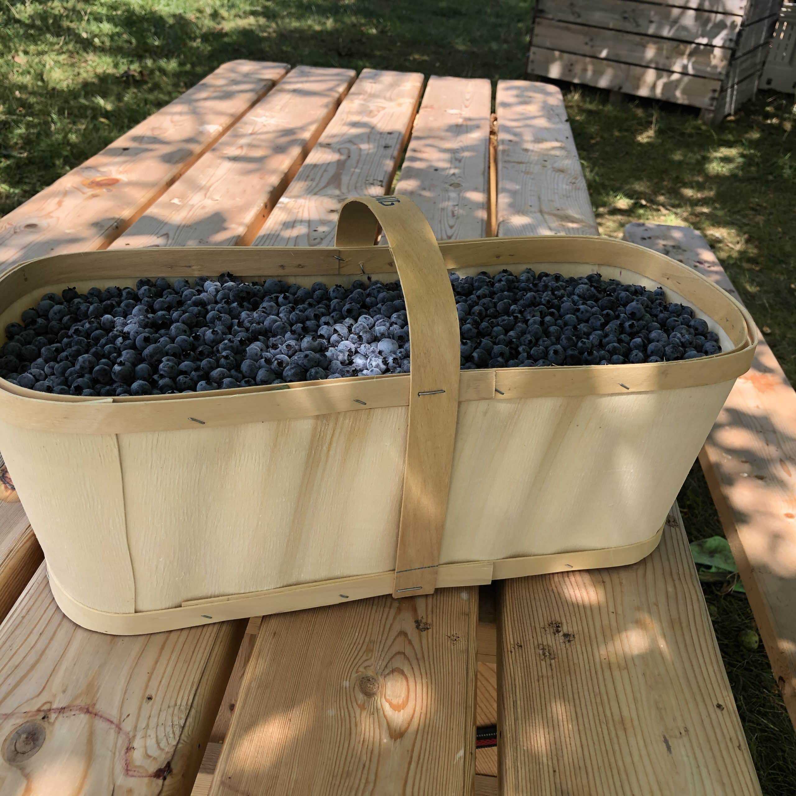Wild Blueberries - 11 L