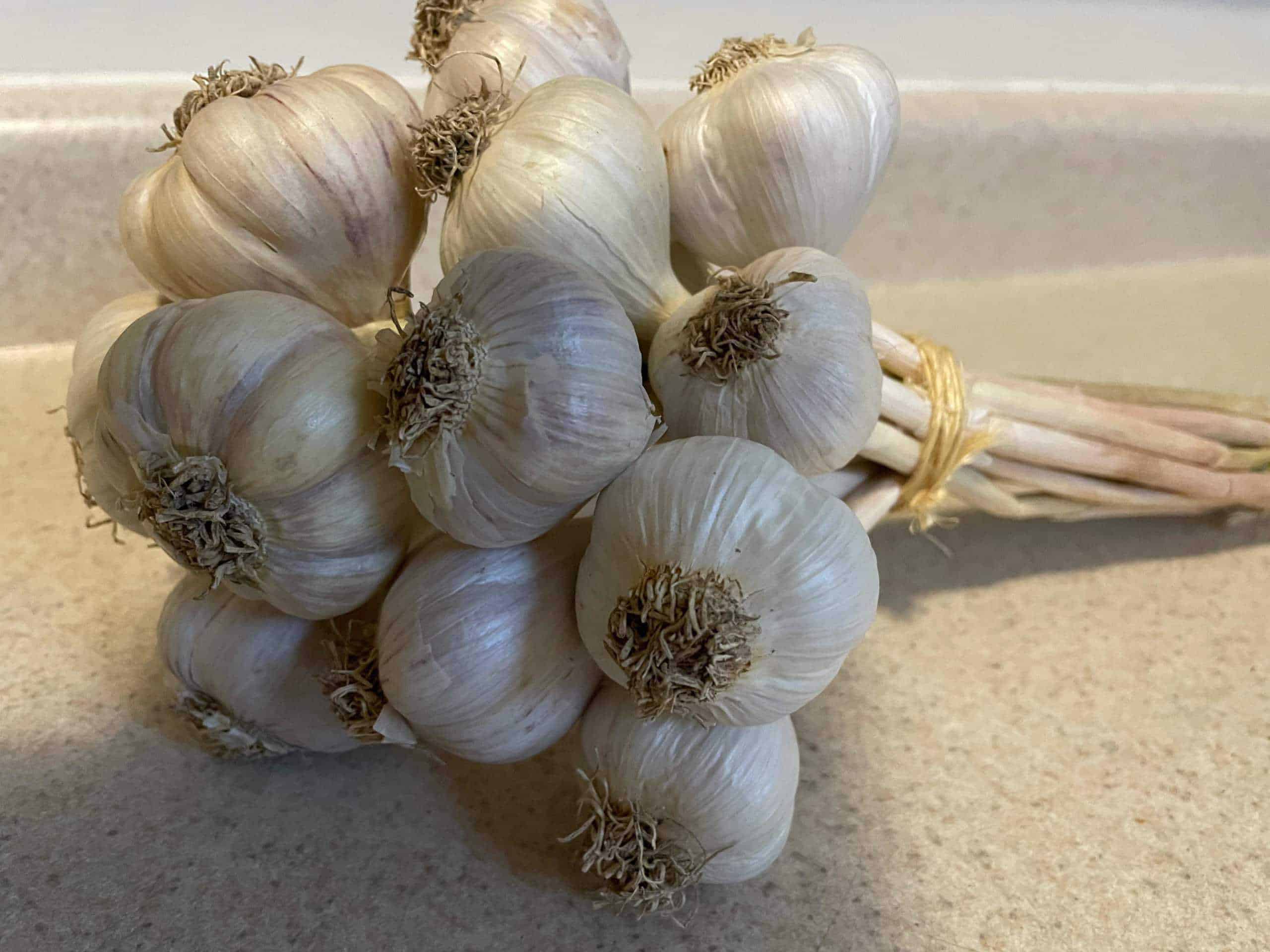 Dried cured garlic bunches suitable for winter storage Winter Garlic
