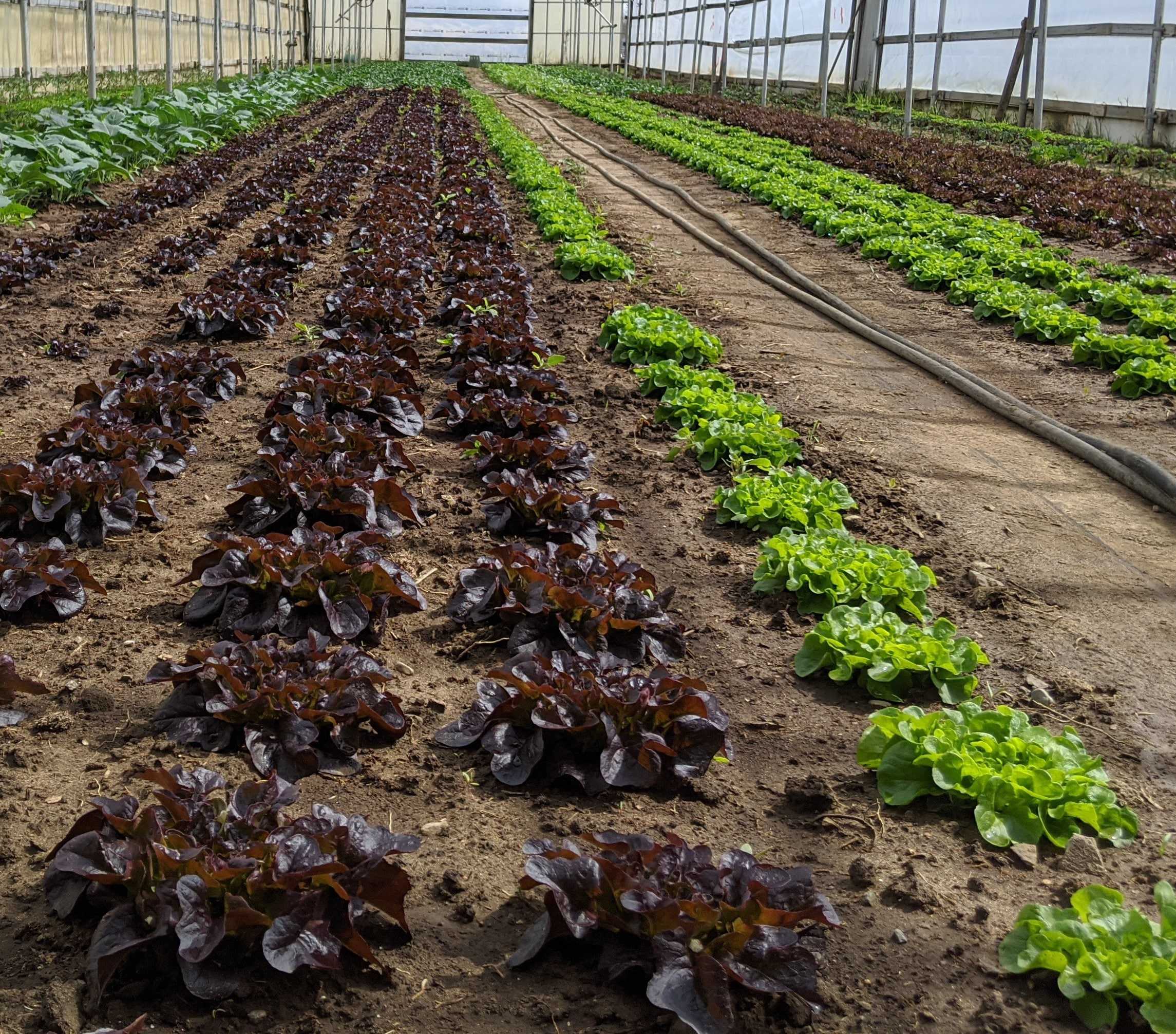 Green Leaf Lettuce