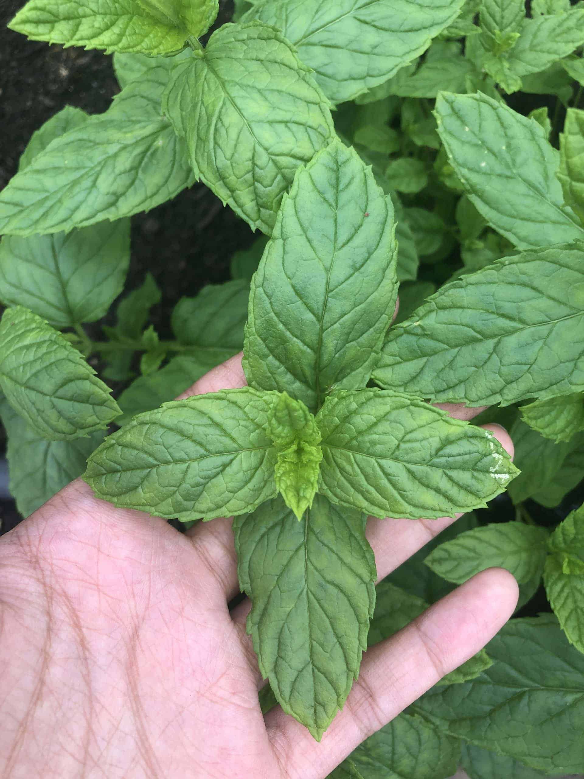 Fresh Mint Bundle Mint