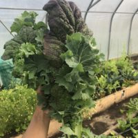 Bunch Mustard Greens