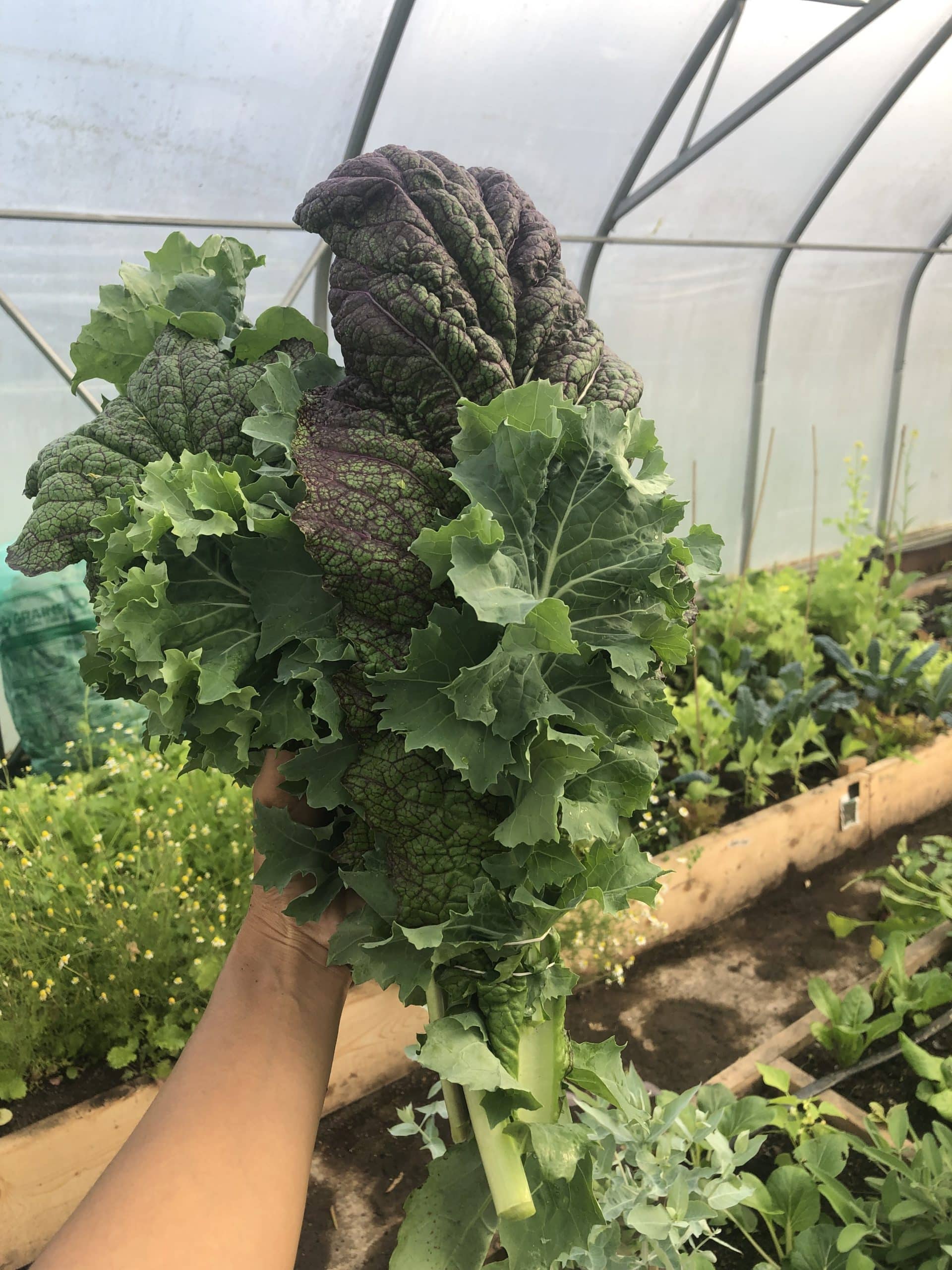 Zesty and Great for Cooking Mustard Greens