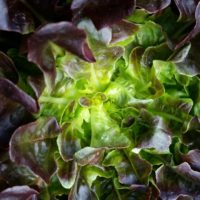Red and green leaf lettuce