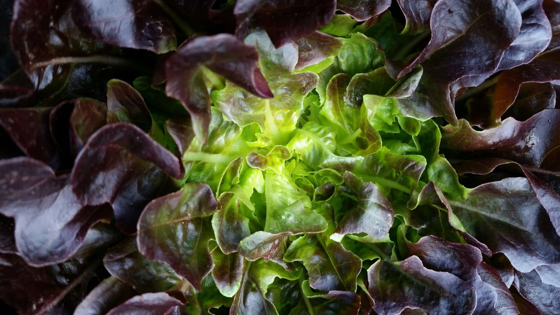 Beautiful mixed shades, picked fresh, washed Red and Green Leaf Lettuce