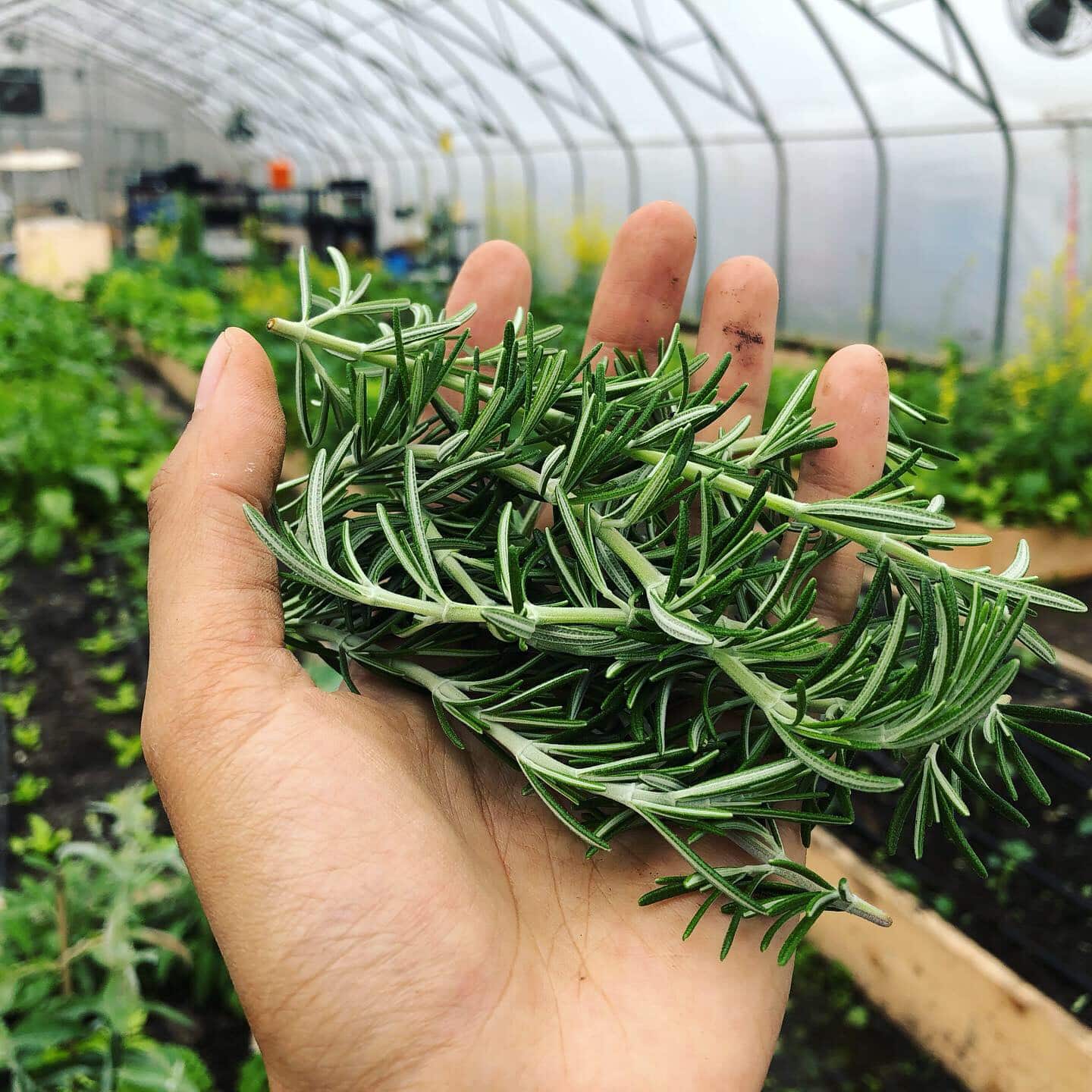 Fresh Sage Rosemary
