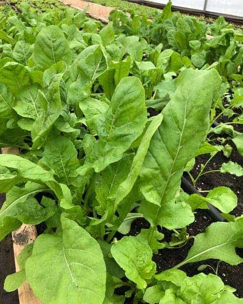 A bunch of Sorrel Greens, red veined and green Sorrel