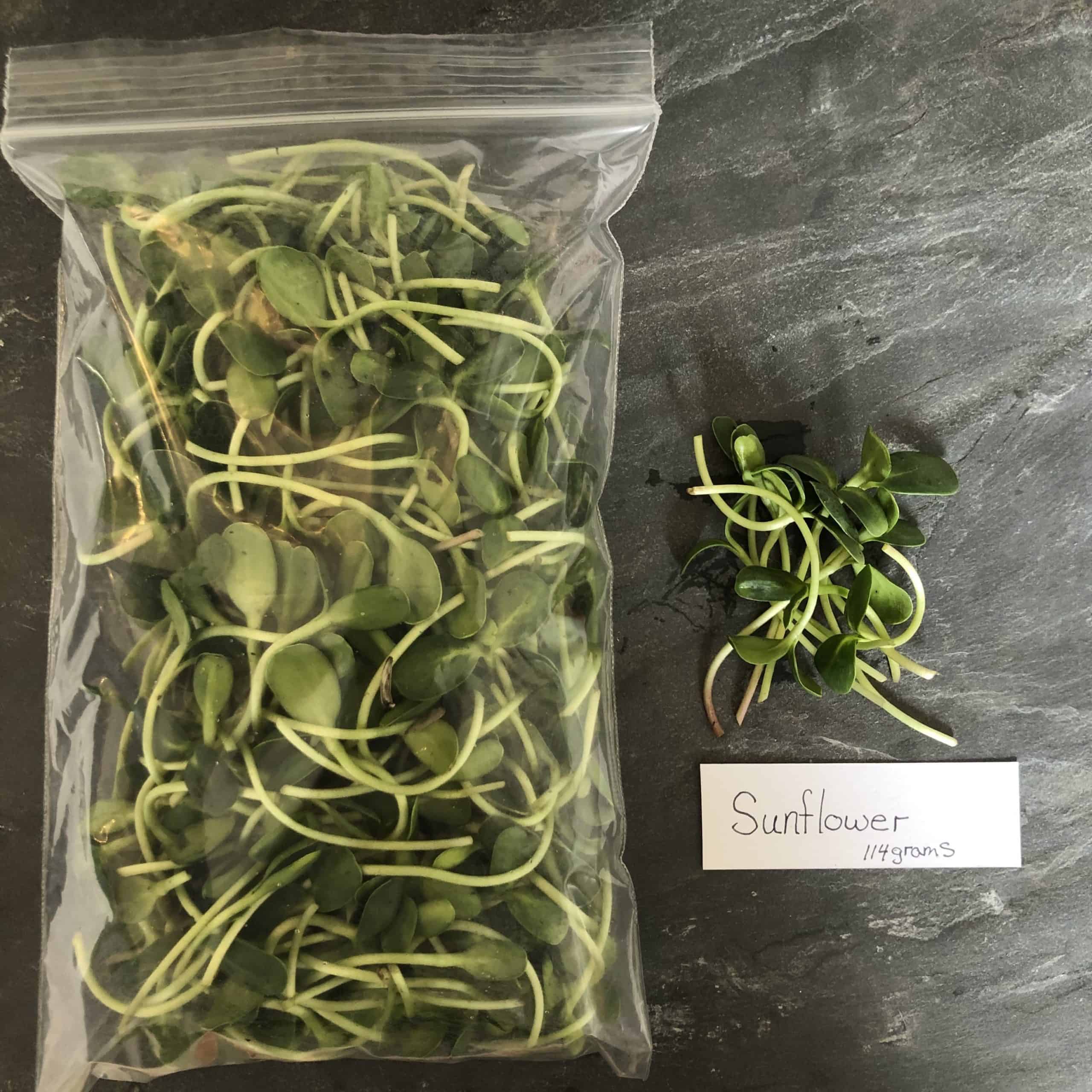 Sunflower Sprouts