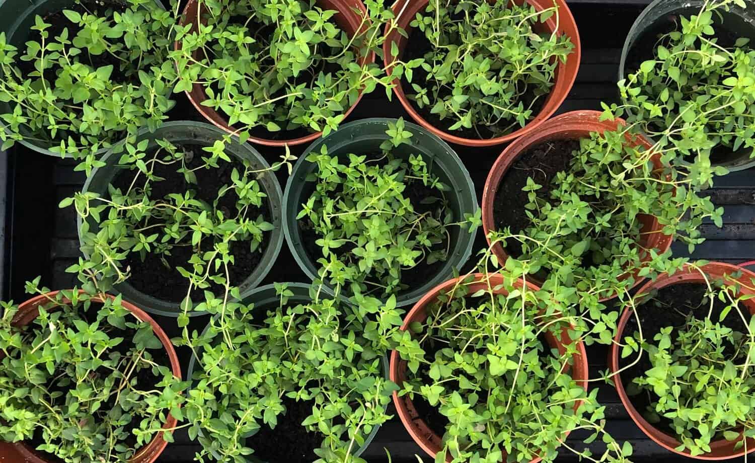 Fresh Thyme Bundle Thyme