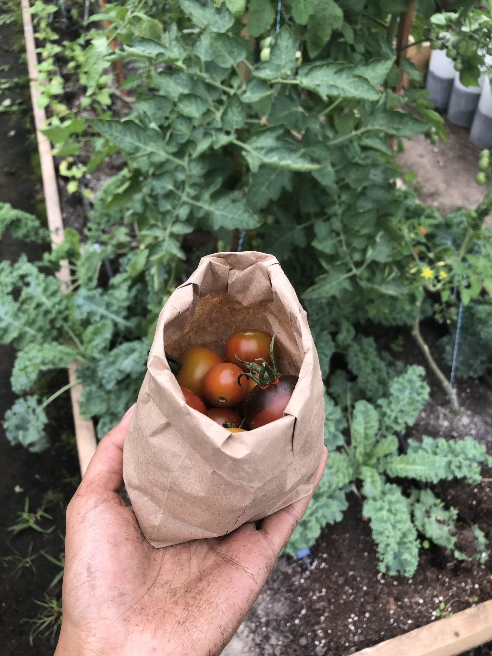 Bag of cherry tomatoes
