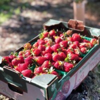 June Bearing Field Strawberries - 1 - Flat