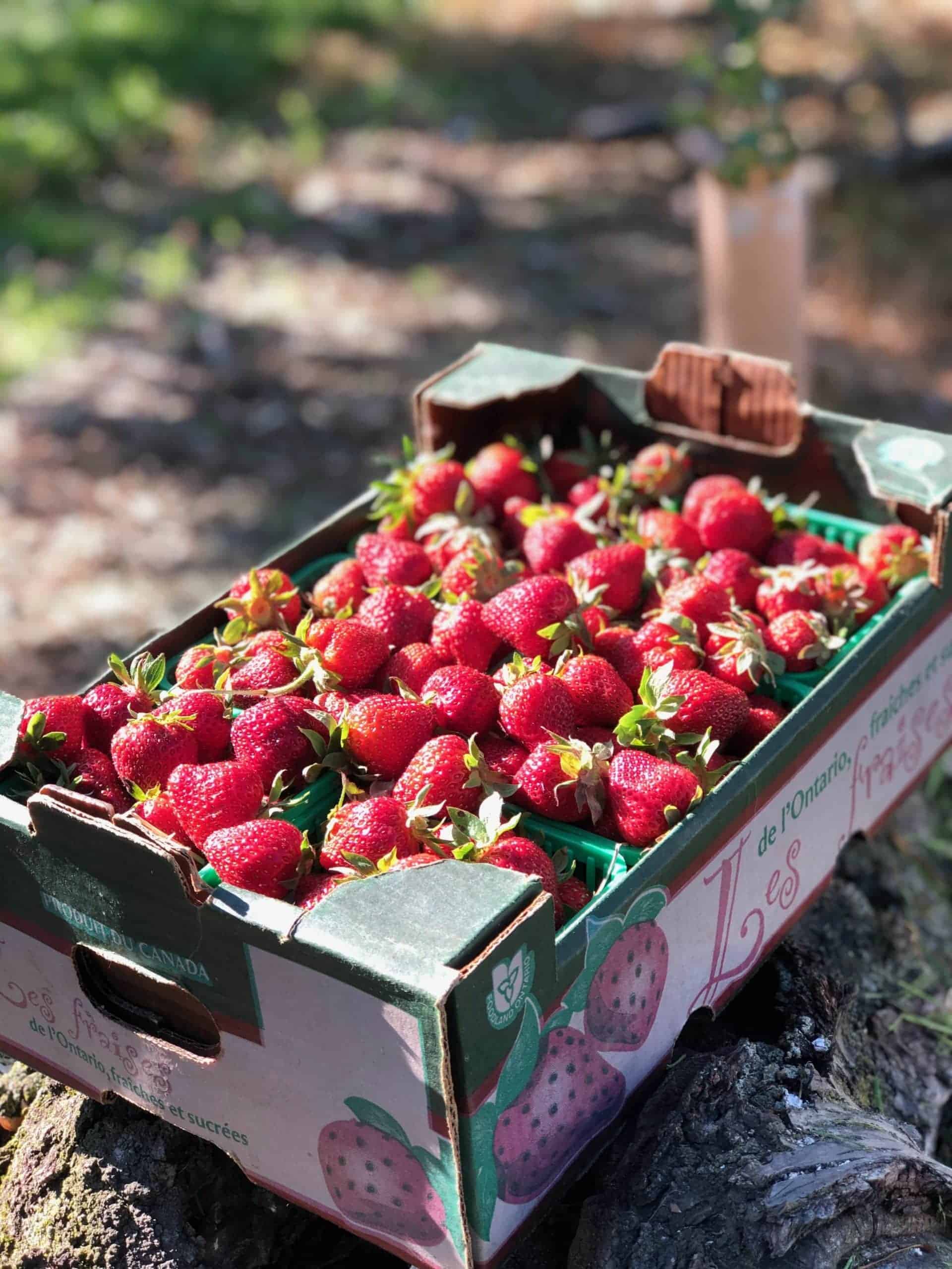 6 Quarts of Ontario Strawberries. In transition to organic with Pro-Cert. June Bearing Field Strawberries - 1 - Flat