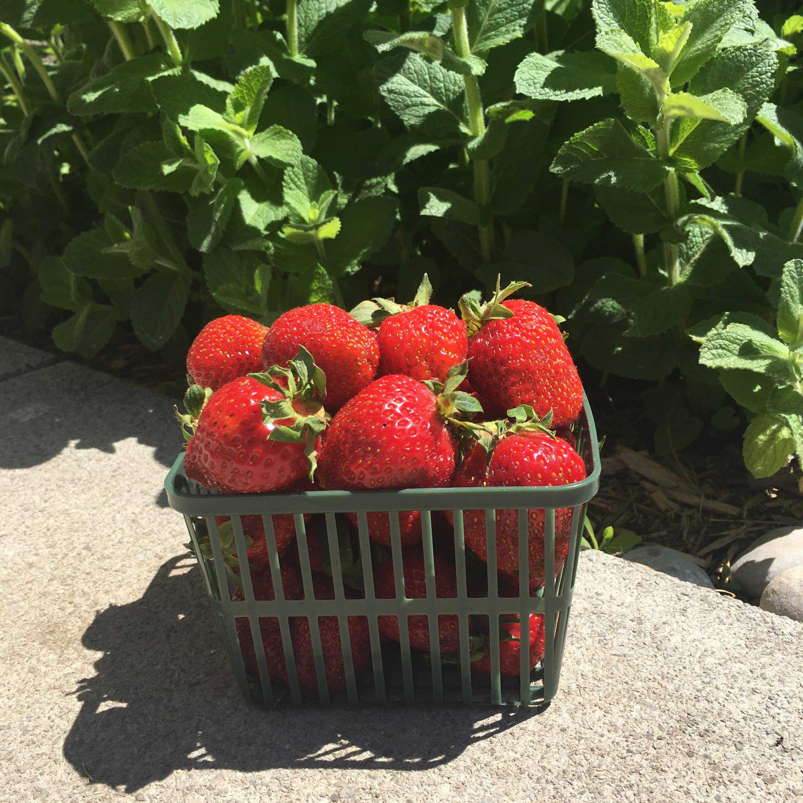 Strawberries - quart