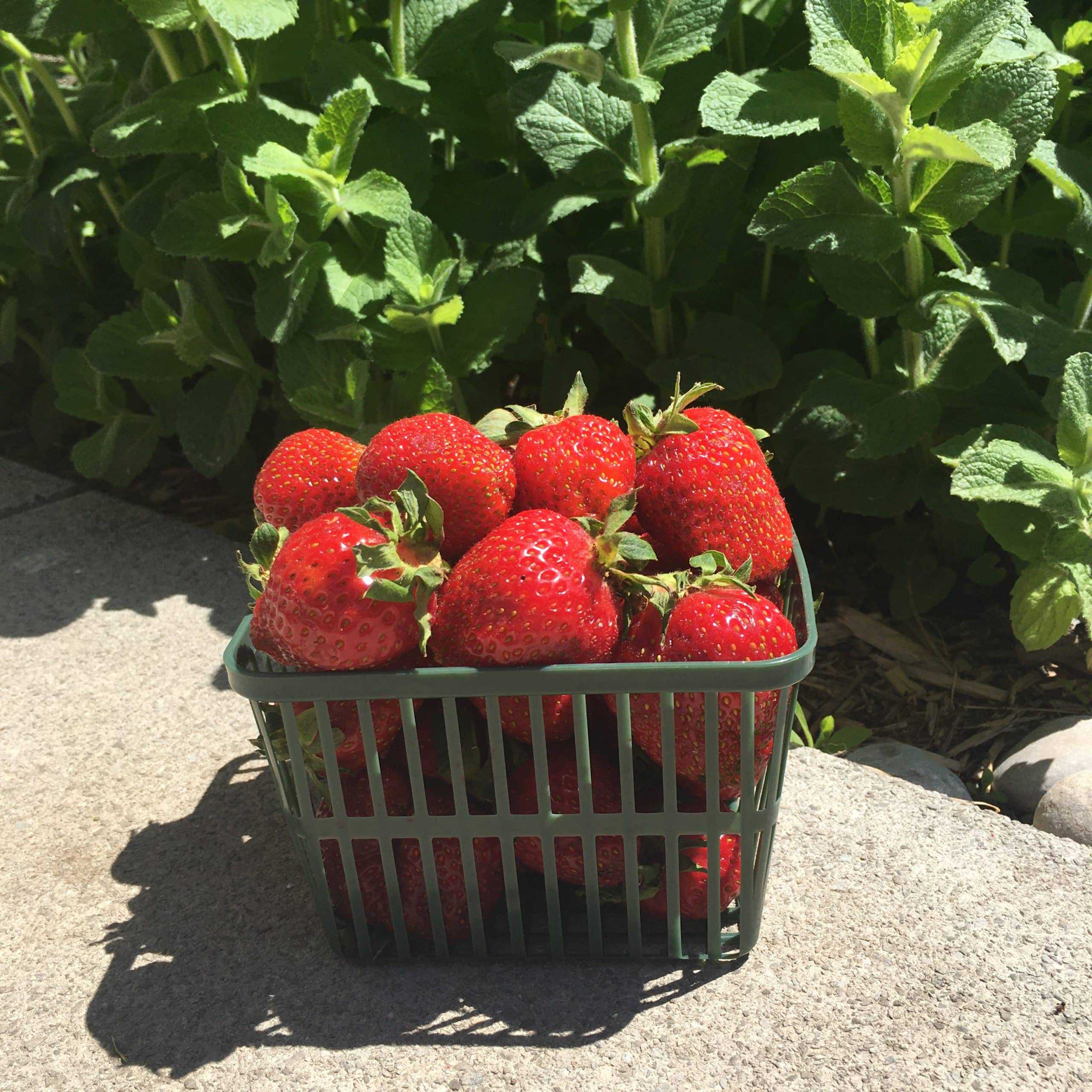 One Quart of Ontario Strawberries. In transition to organic with Pro-Cert. Strawberries - Quart