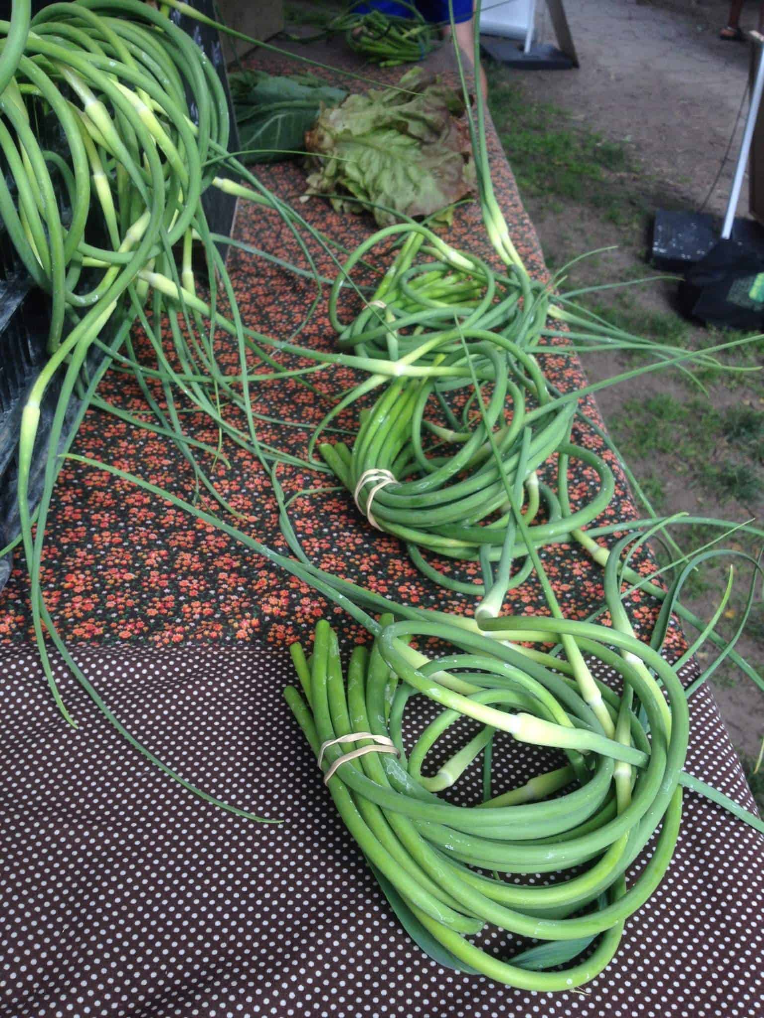 Garlic's early curly treat. Available this week only, enjoy them while you can. Garlic Scapes