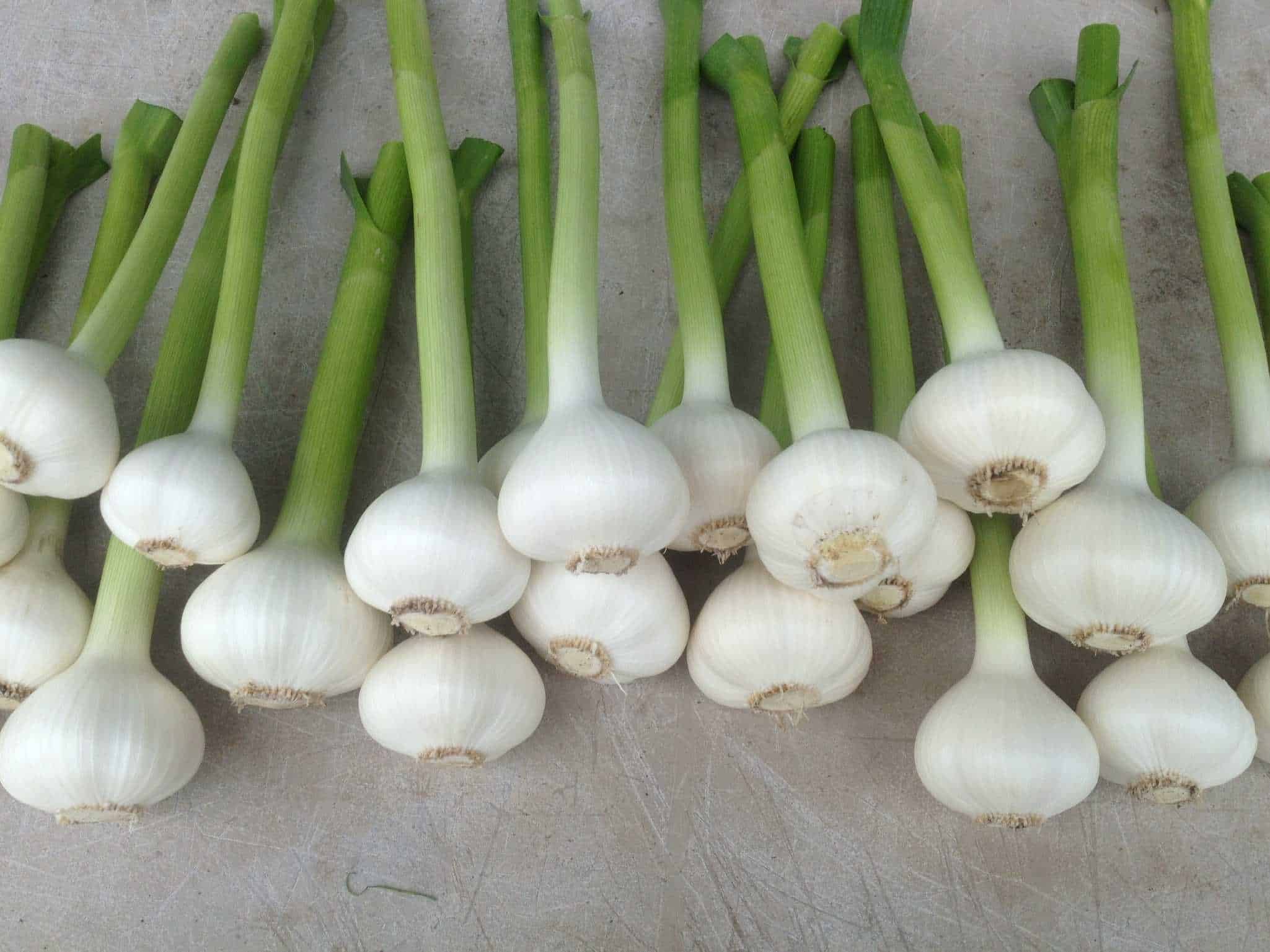 Garlic - single bulb