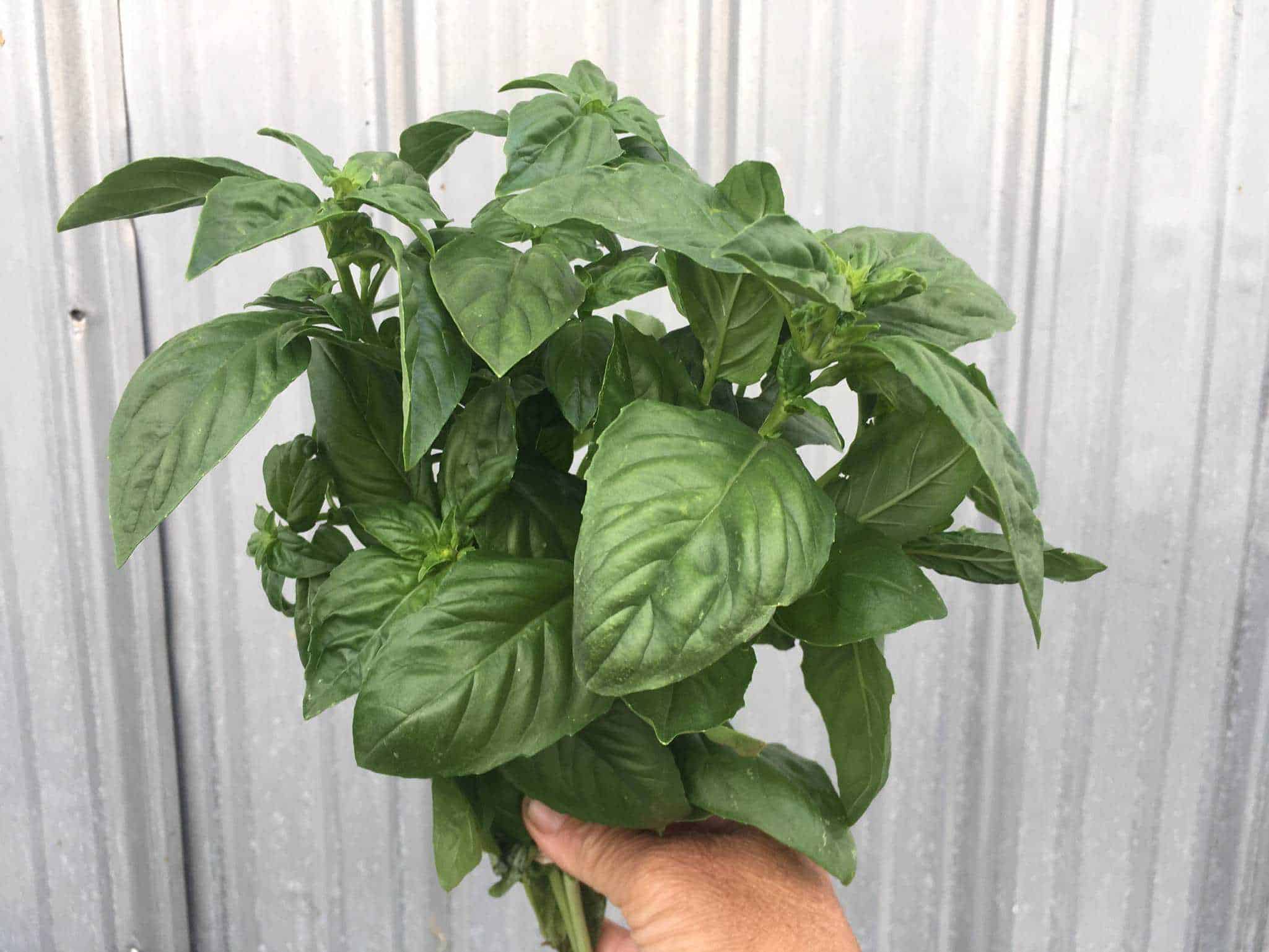 Everyone's favourite pesto basil Genovese Basil
