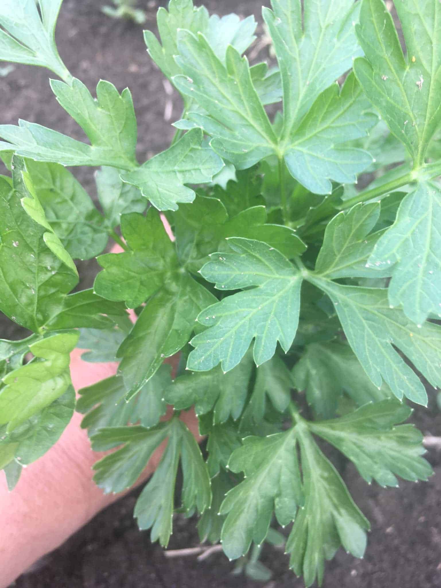Italian flat leaf parsley, for all your tabouli needs. Parsley