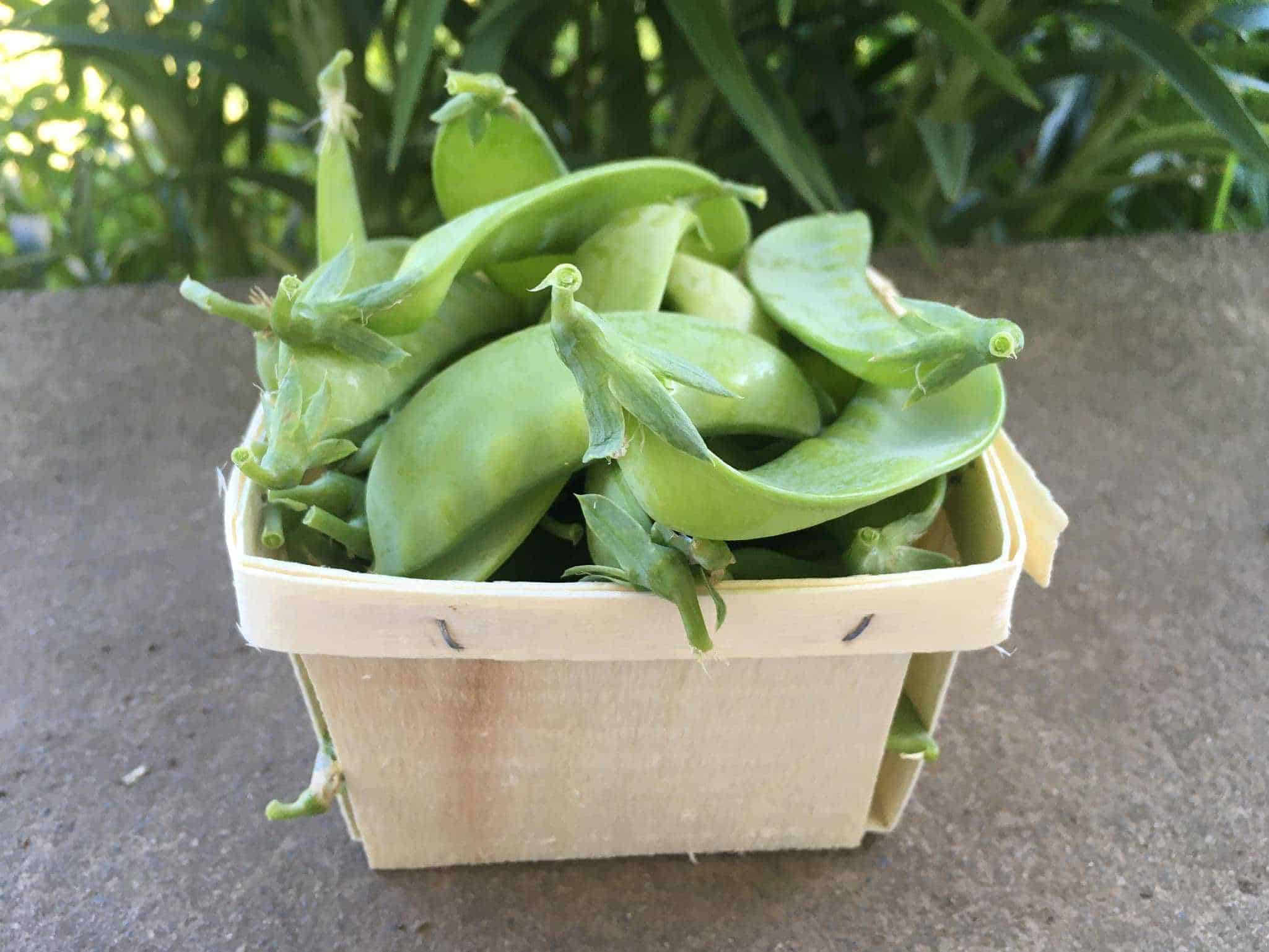 A pint of sweet snow peas. Snow Peas