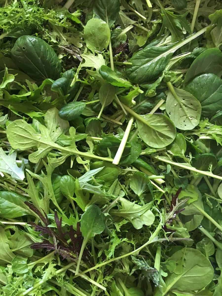 Knuckle Down Farm's signature mix (mustard, mizuna, red russian kale, arugula, tatsoi) Spicy Salad Mix
