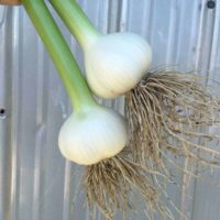 Two bulbs of fresh garlic