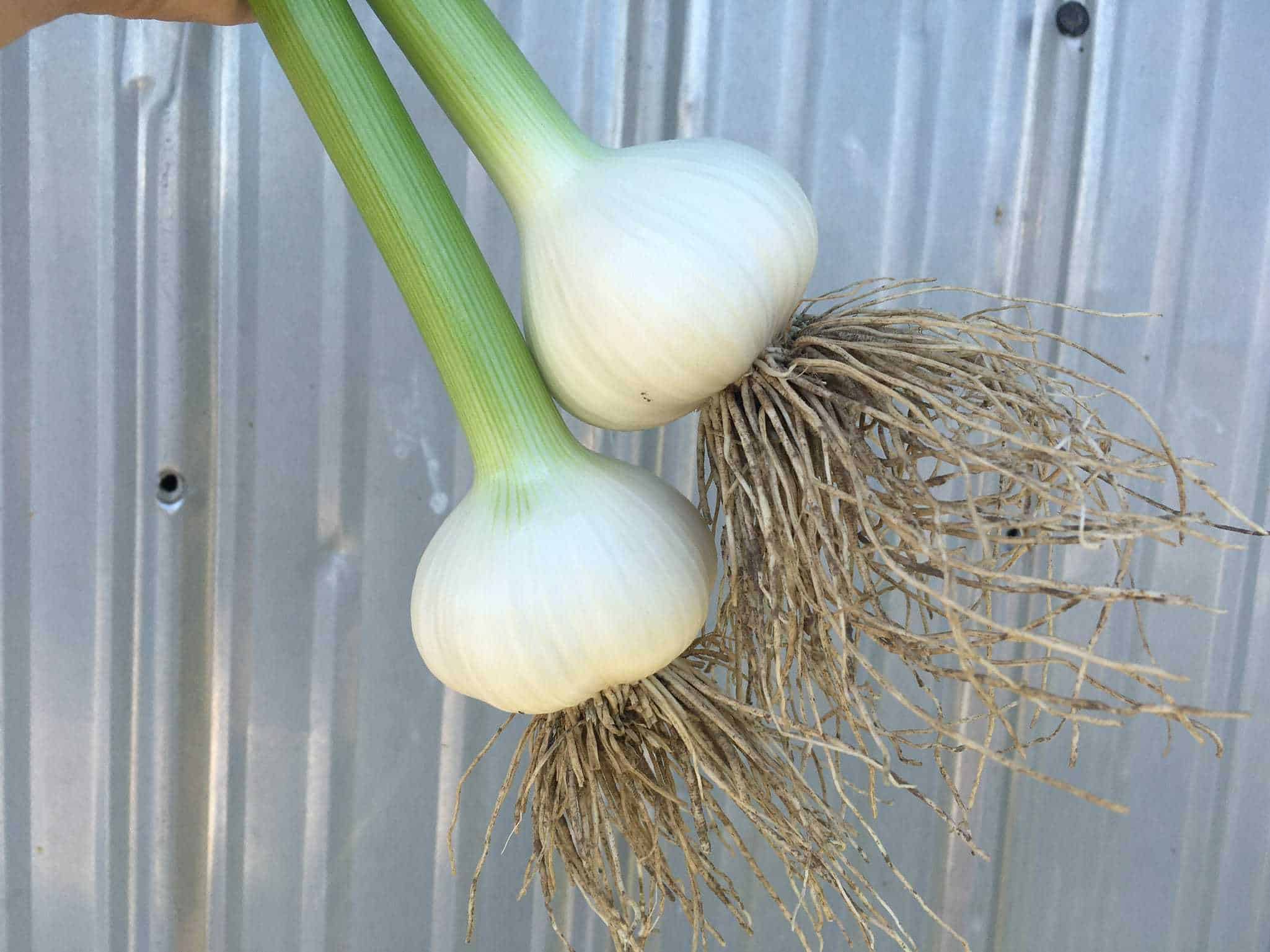 Two bulbs of fresh garlic. Two Bulbs of Fresh Garlic