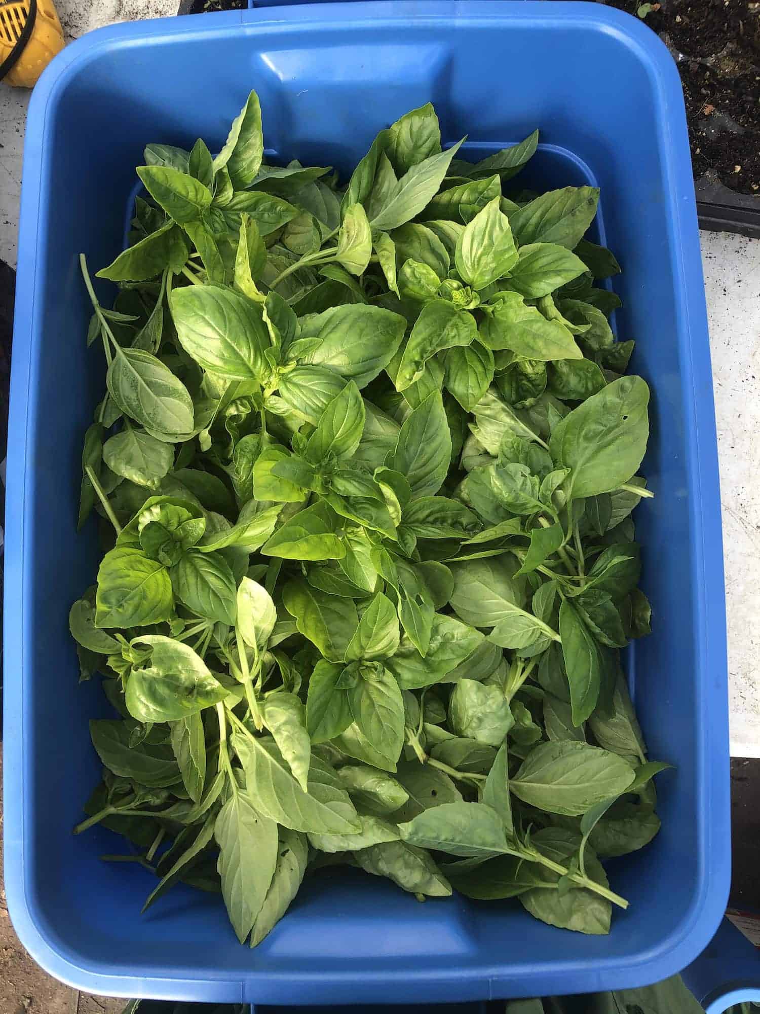 Bunch basil Bunch