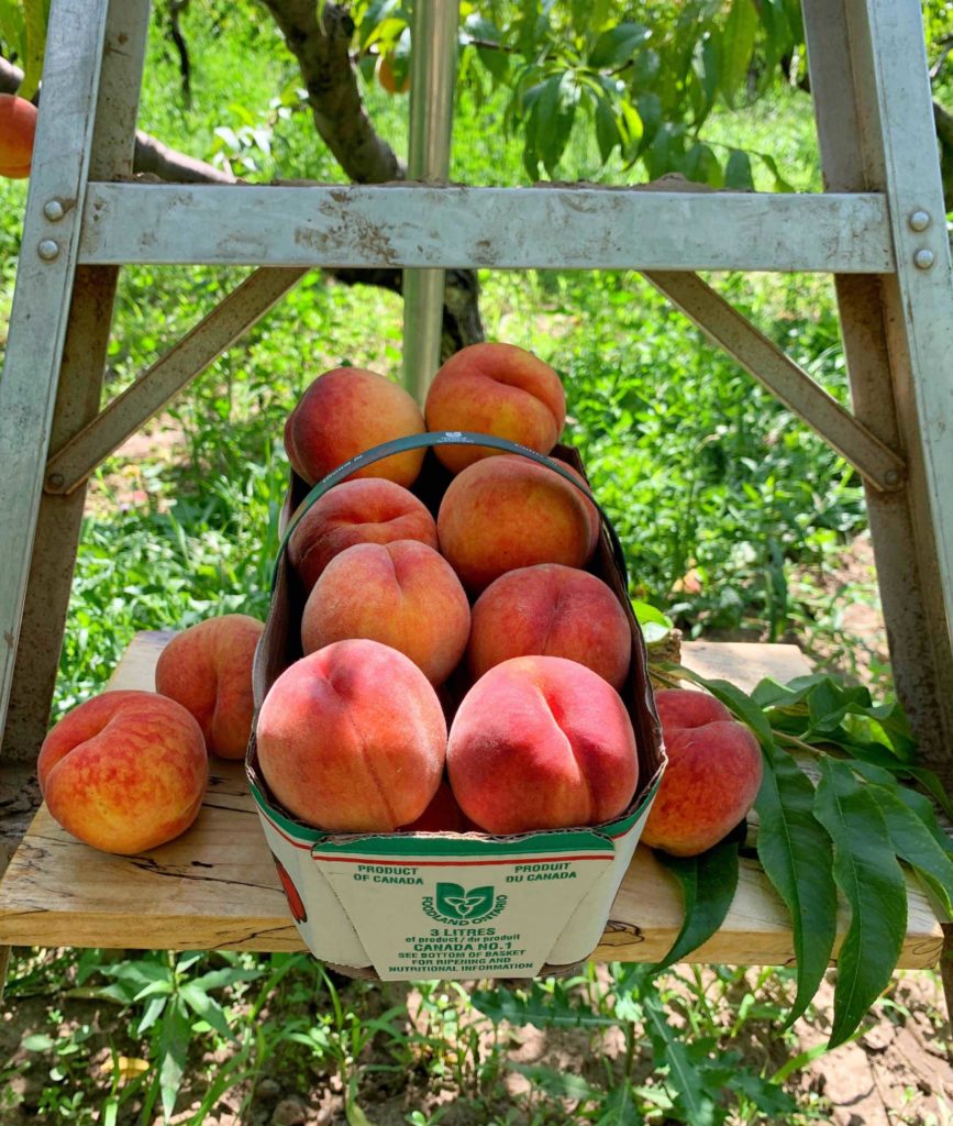 Flat of peaches (6 baskets/flat)