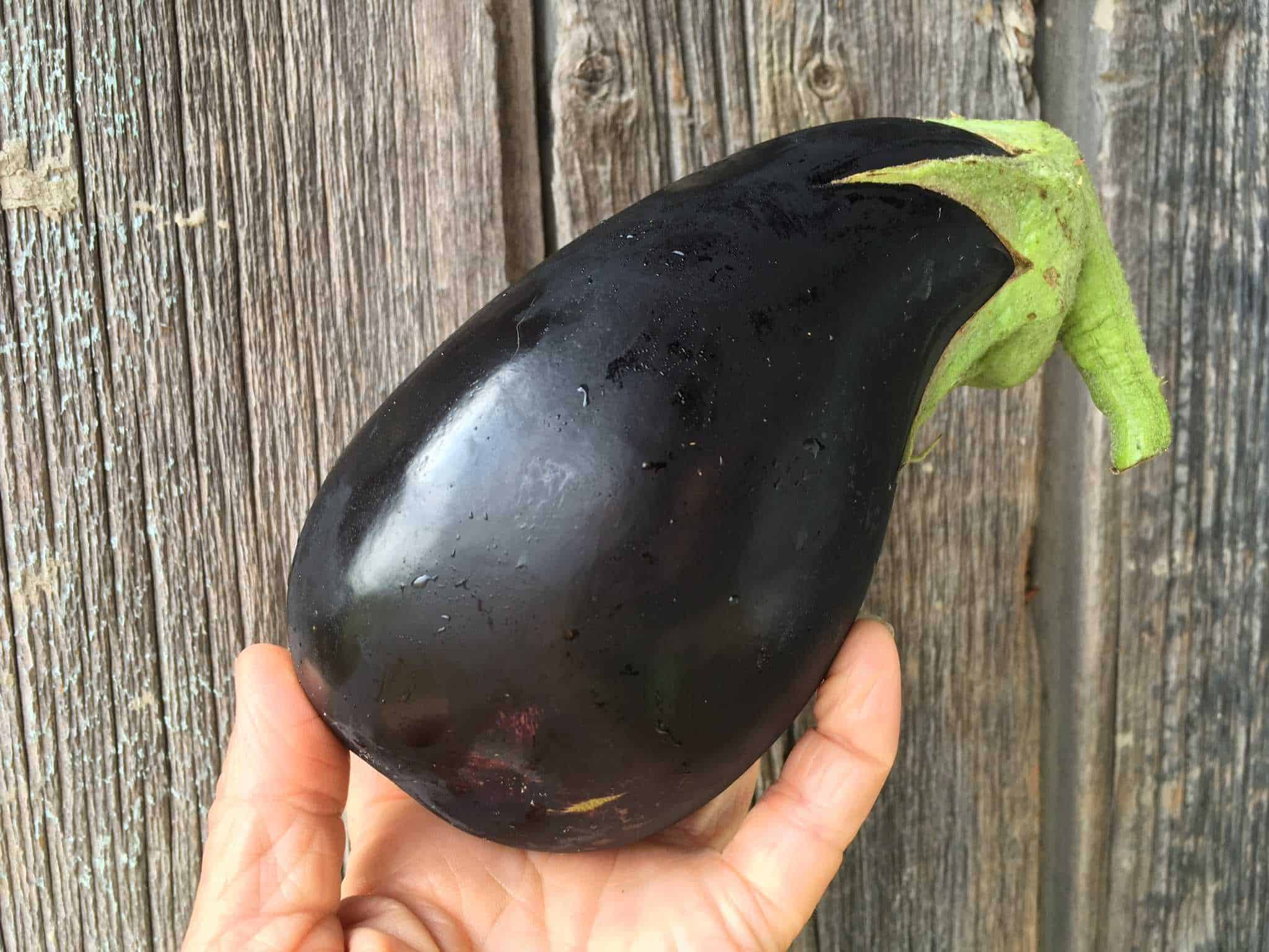 Italian eggplant