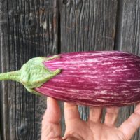 Striped Eggplant