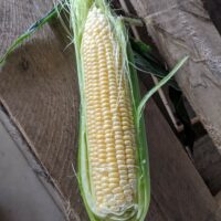 Bunch Sweet Corn!