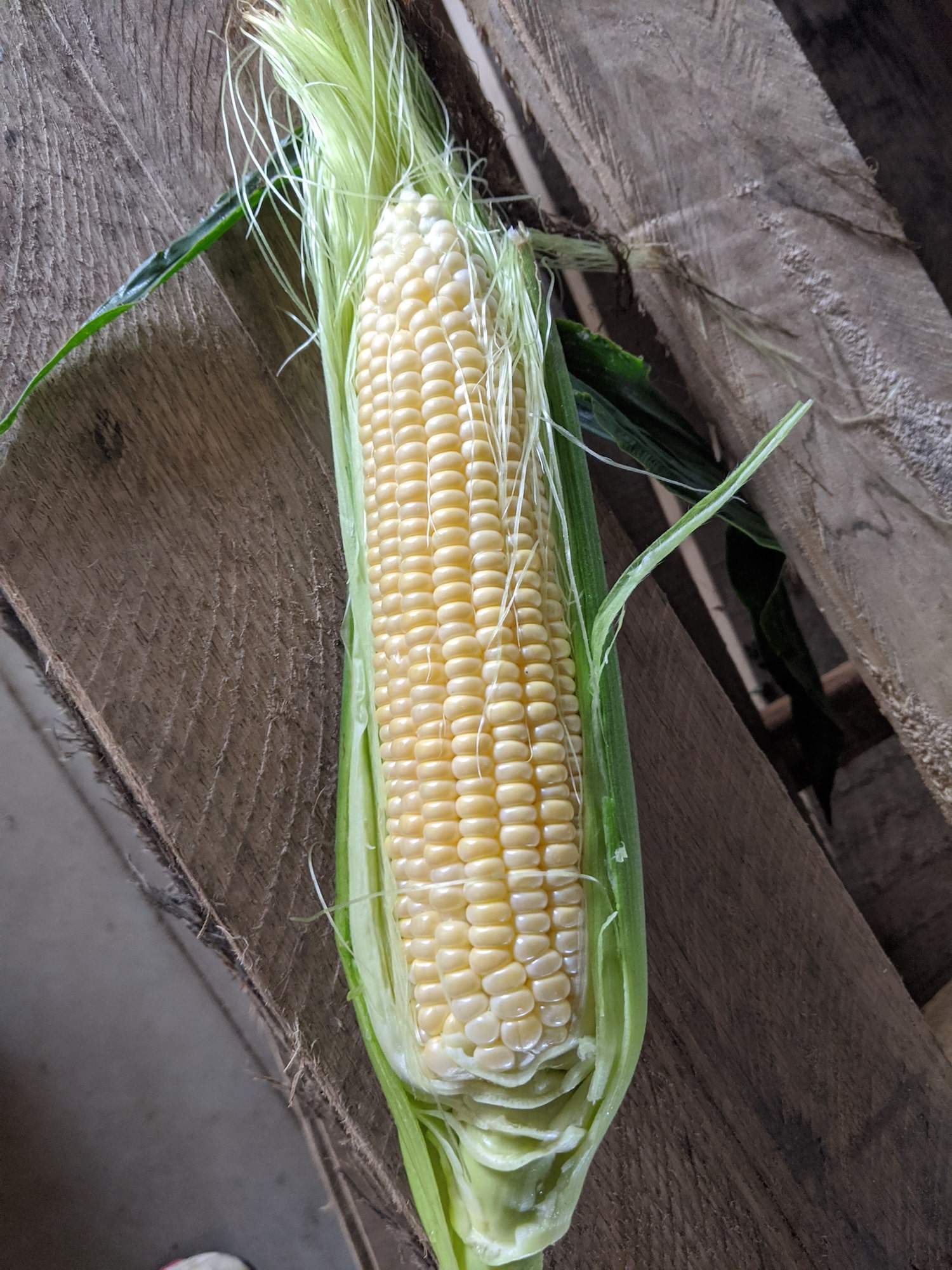 Cert. Organic, our own. All yellow, super sweet! 1 cob. Sweet Corn!