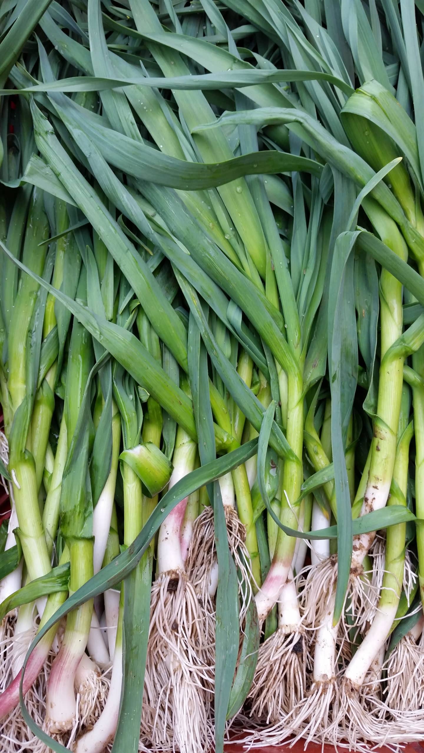 Green garlic stem plan b  (ontario grown)