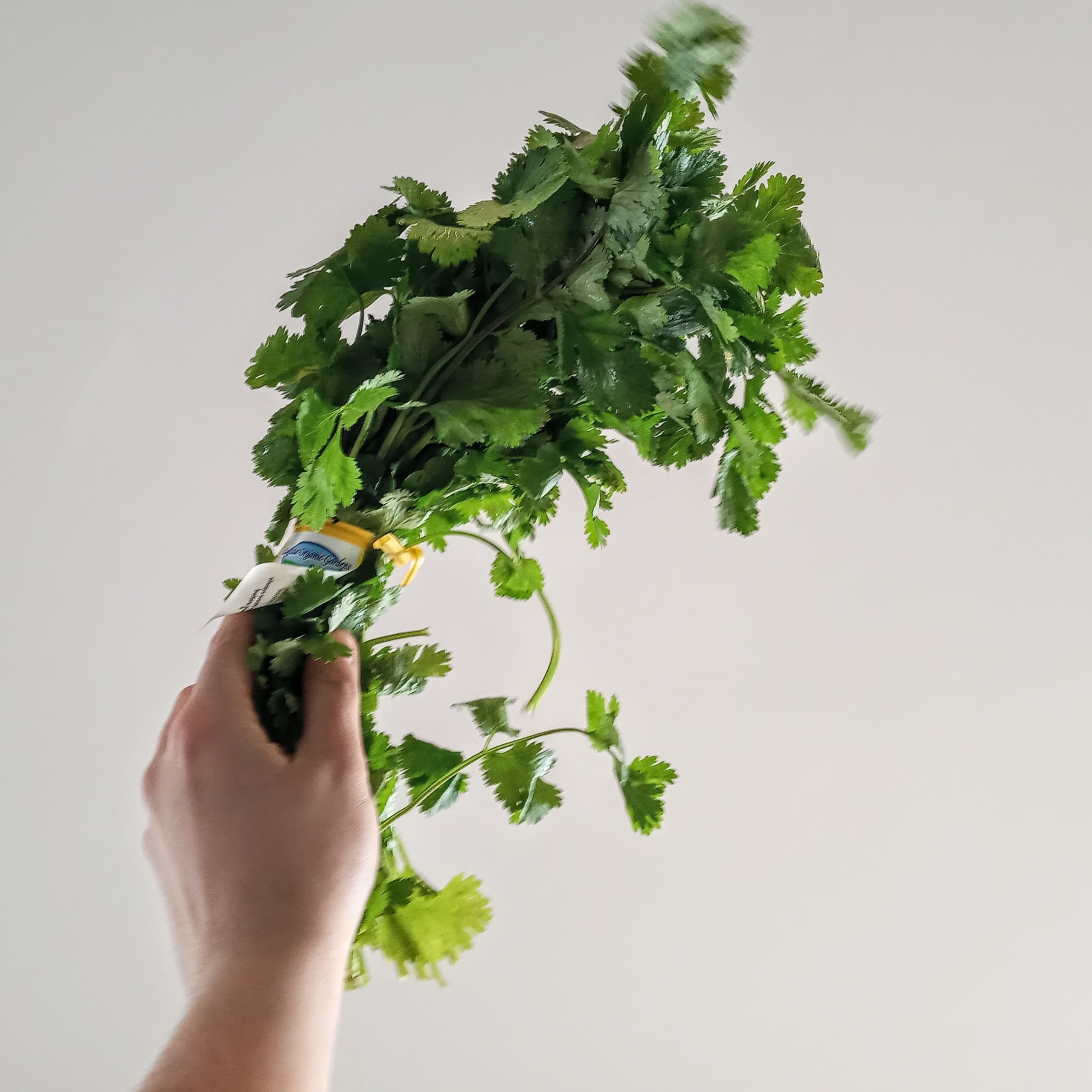 Organic, product of USA - 1 bunch plan b cilantro scaled Organic, product of USA - 1 bunch