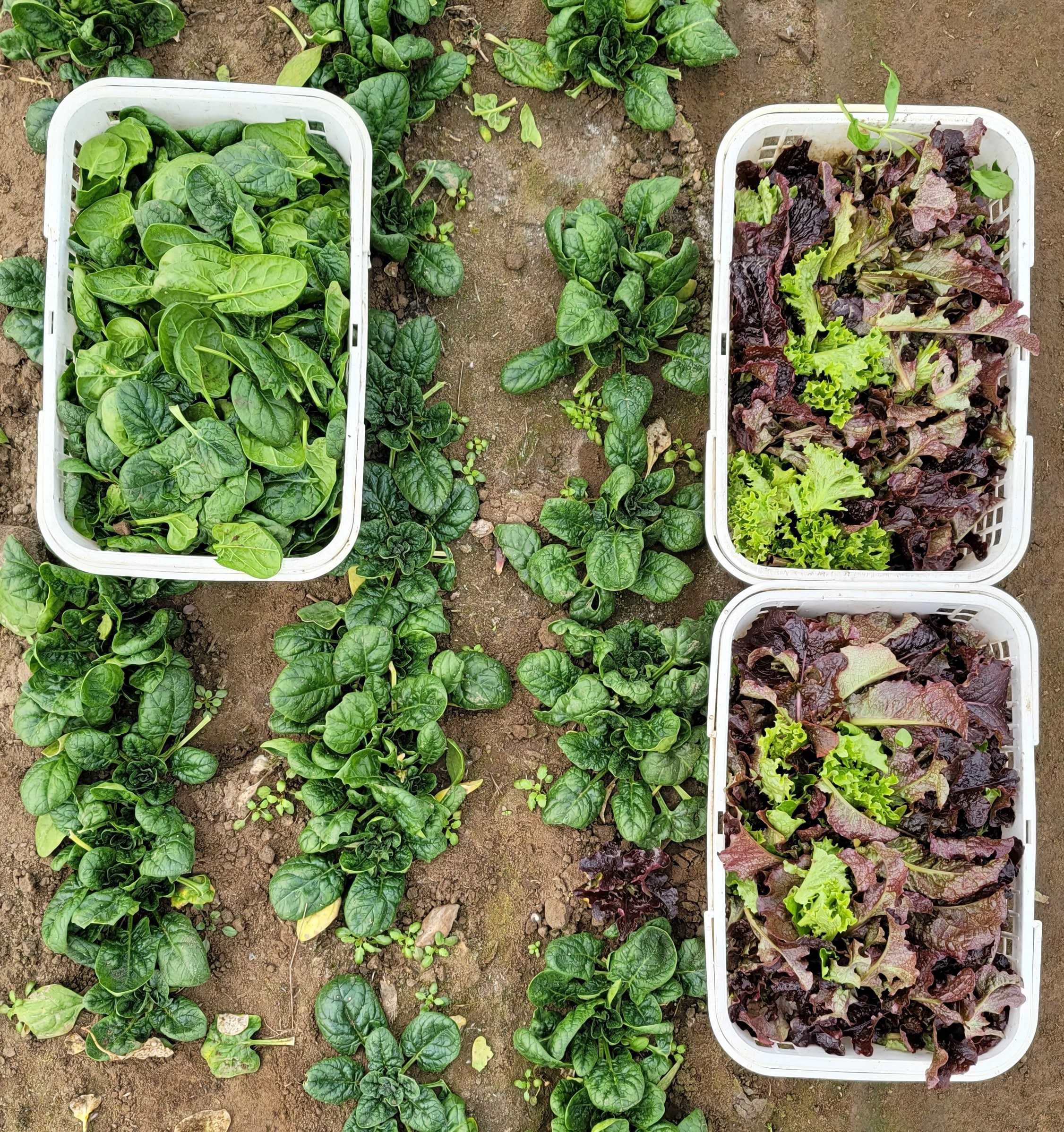 Cert. Organic, our own! from the greenhouse! fresh harvest!! 6 oz washed bag. Salad Mix!