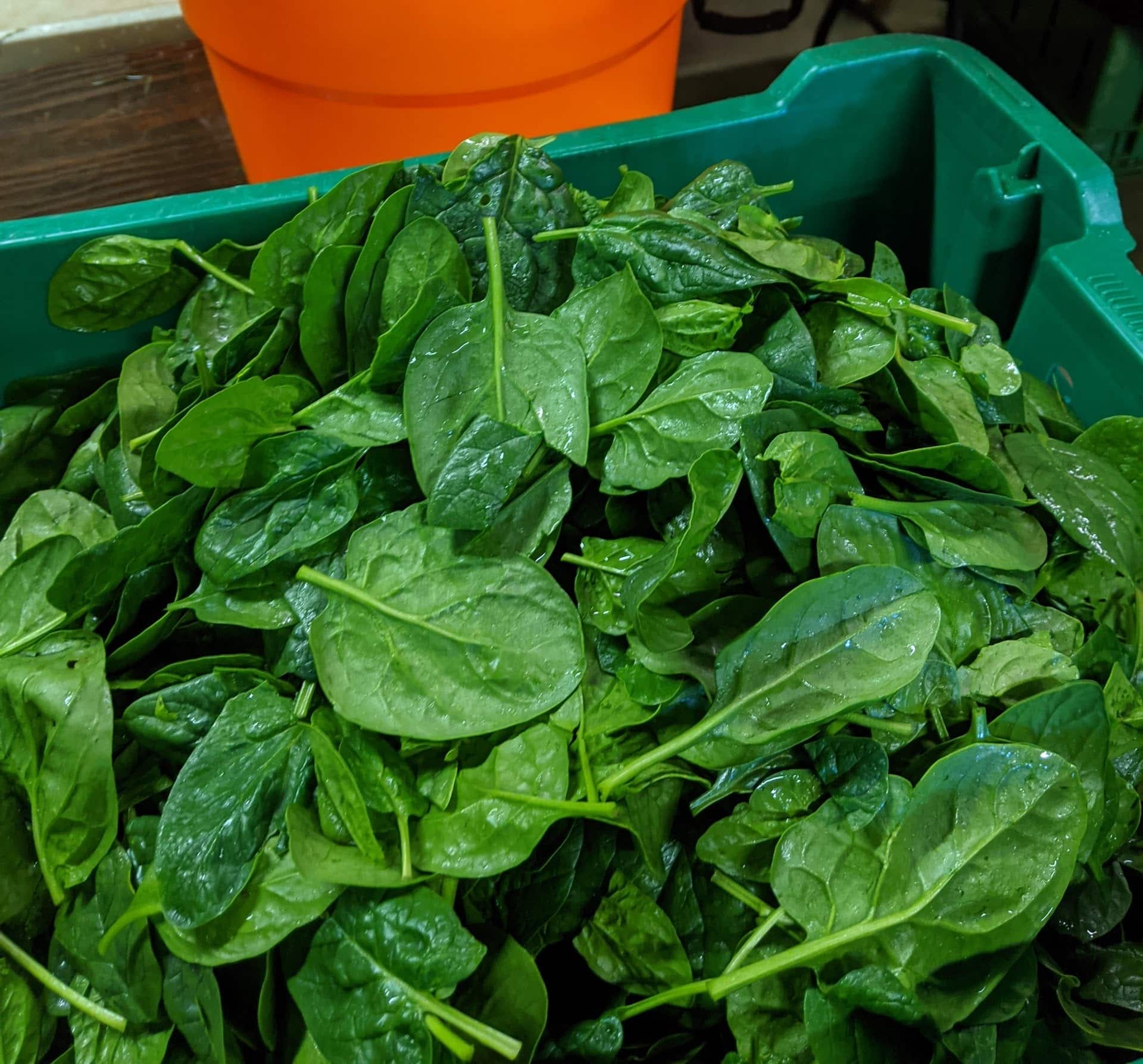Certified Organic, our own. FRESH greenhouse harvest, 6oz washed bag. Spinach